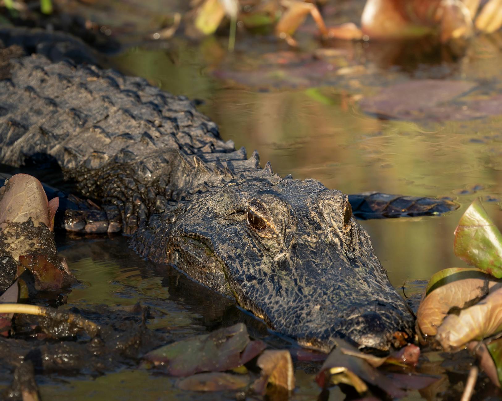 60 alligator puns