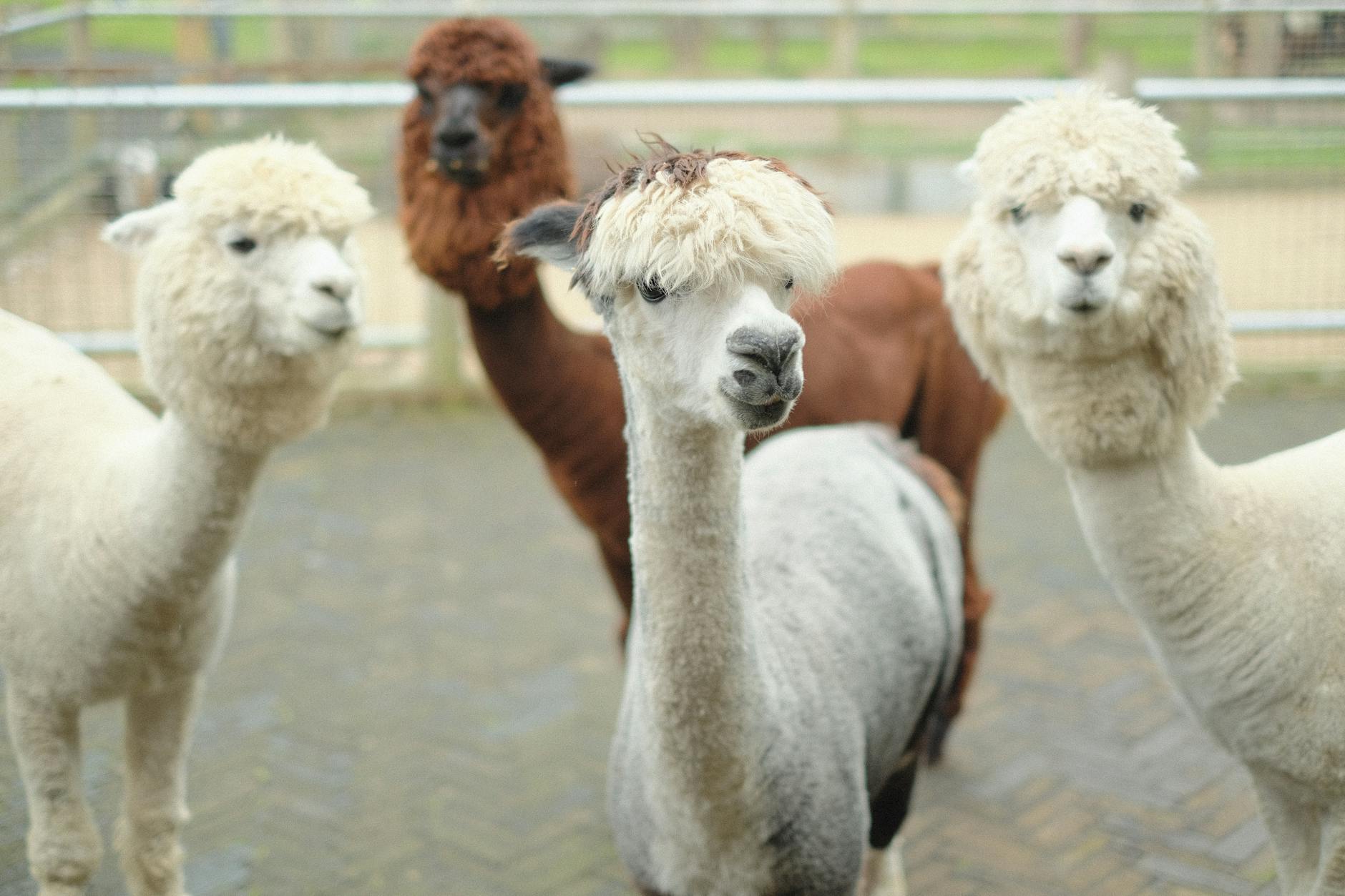 60 alpaca puns