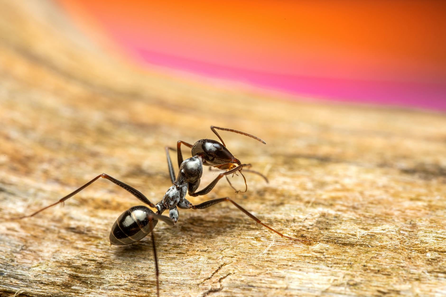 60 ant puns