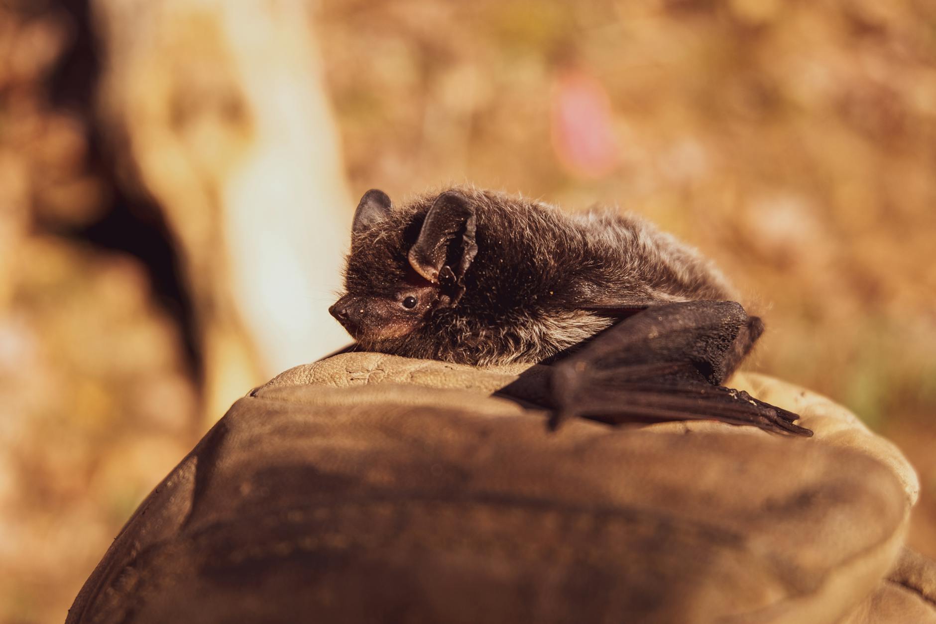 60 bat puns