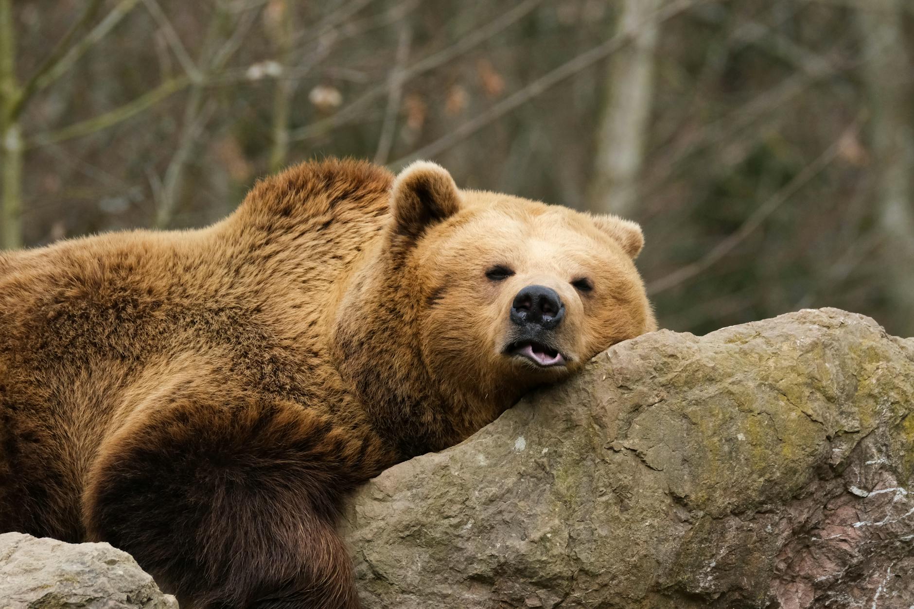 60 bear puns