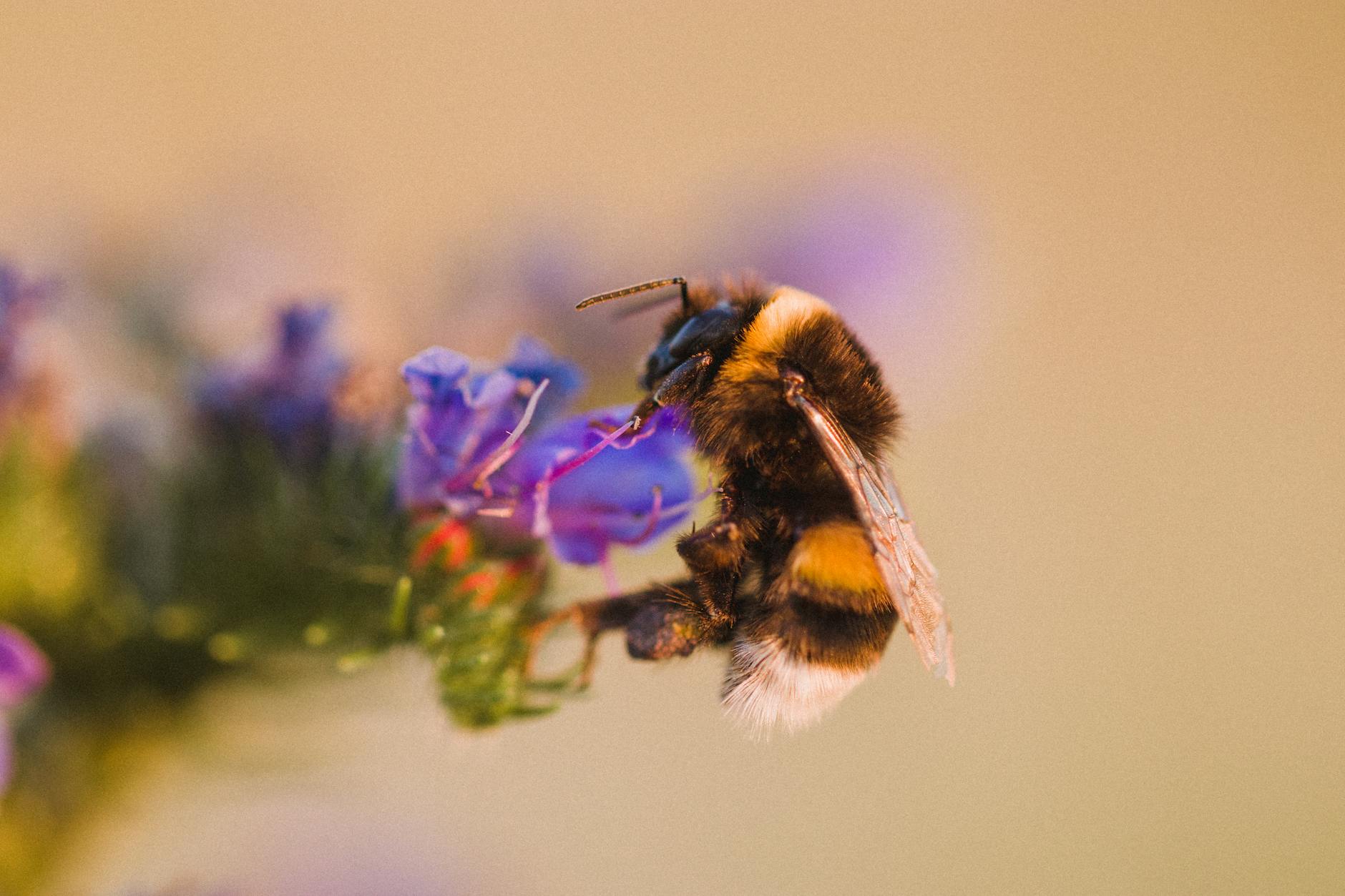 60 bee puns