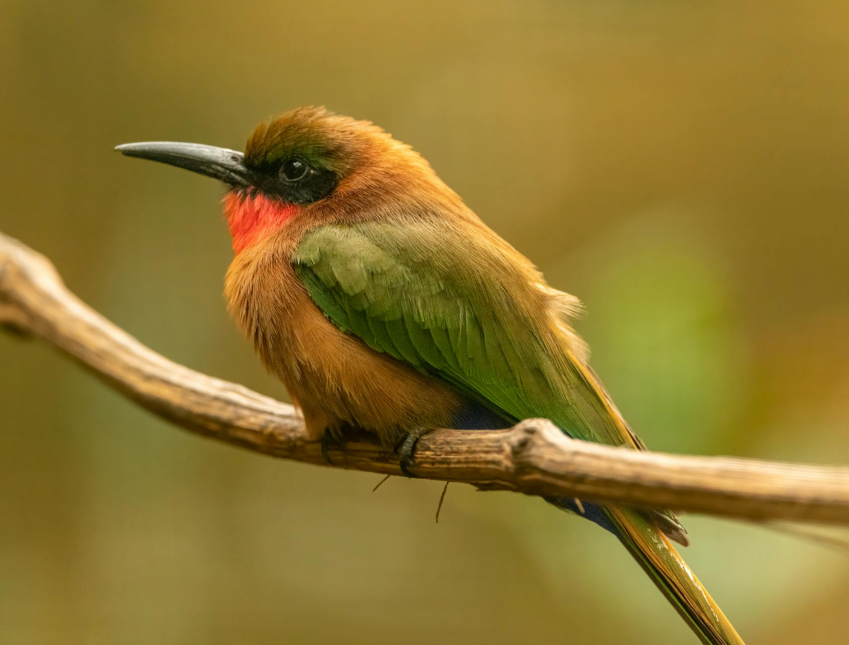 60 bird puns