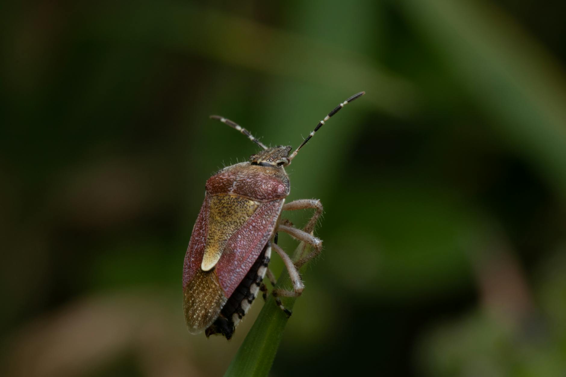 60 bug puns