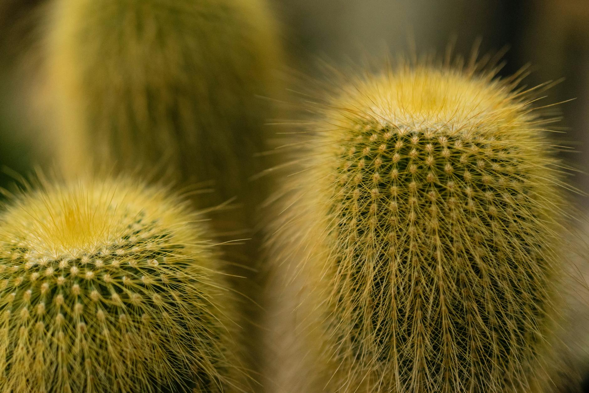 60 cactus puns