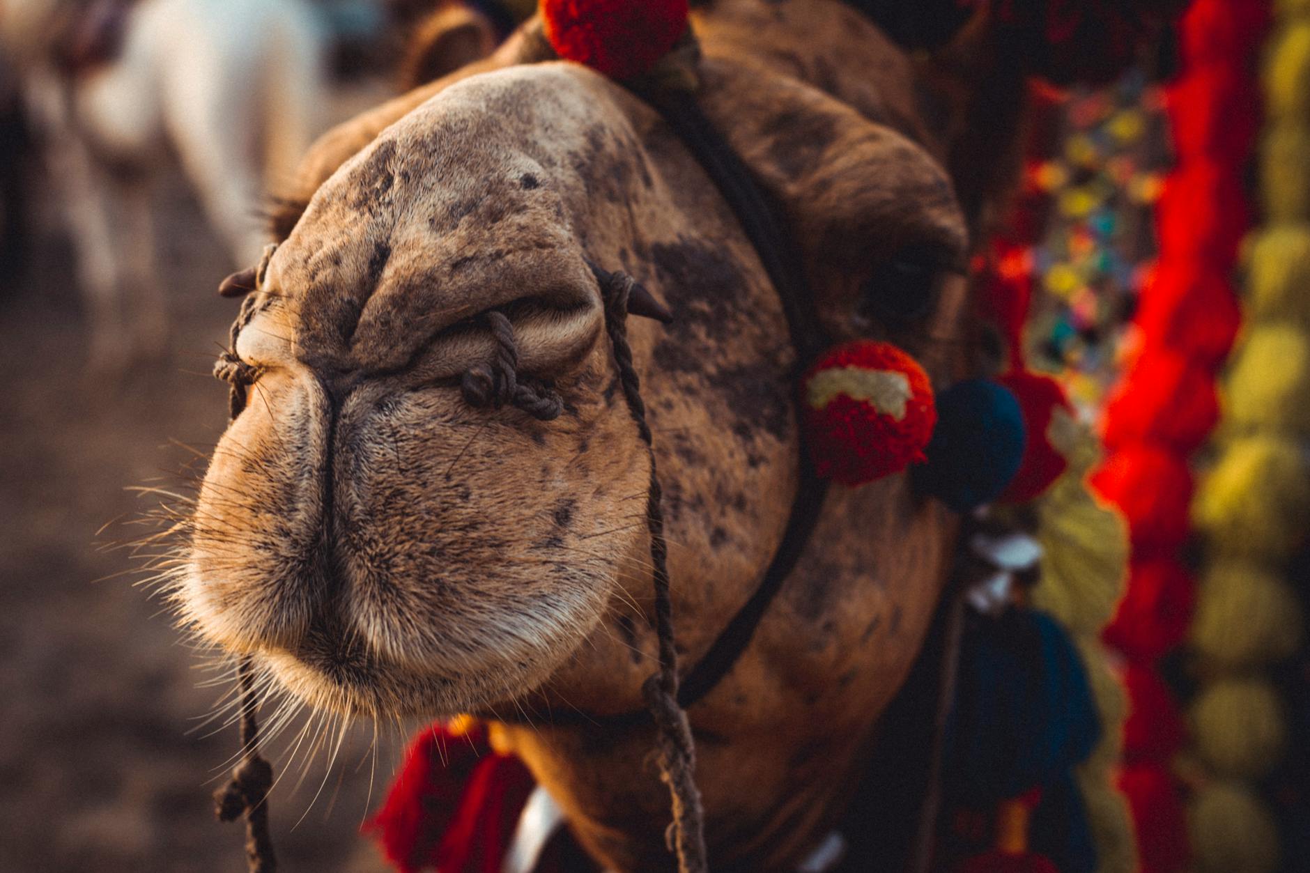 60 camel puns