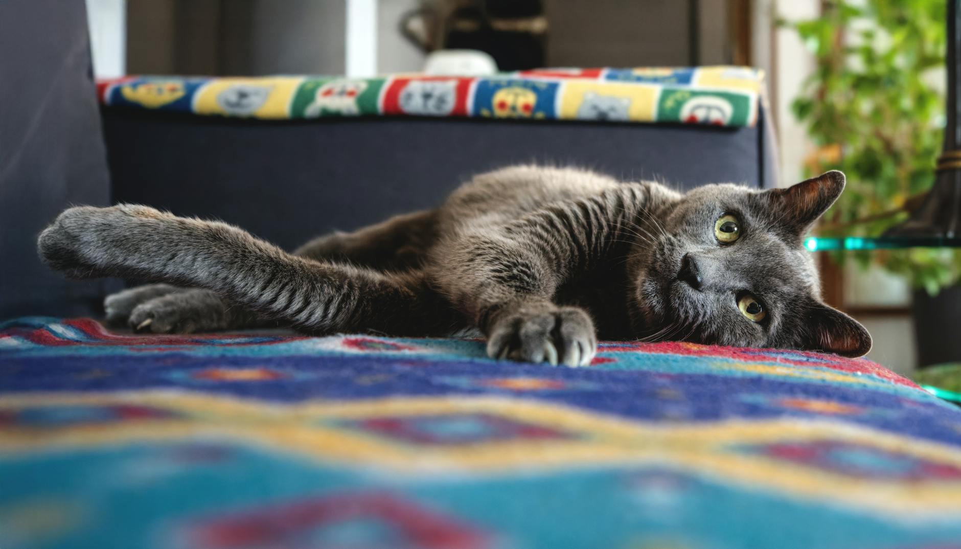 60 cat pun names