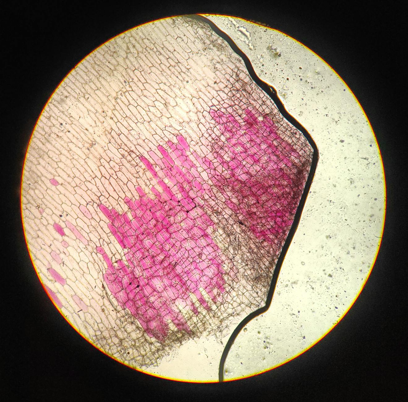 60 cell puns