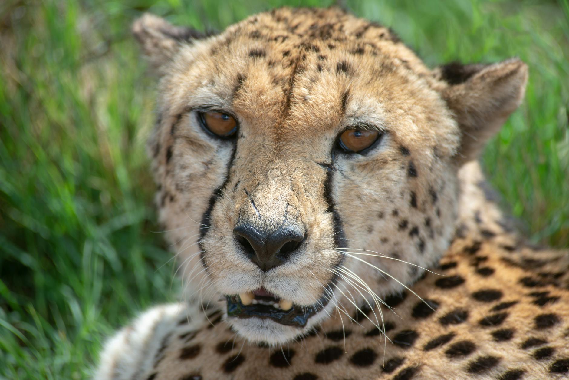 60 cheetah puns