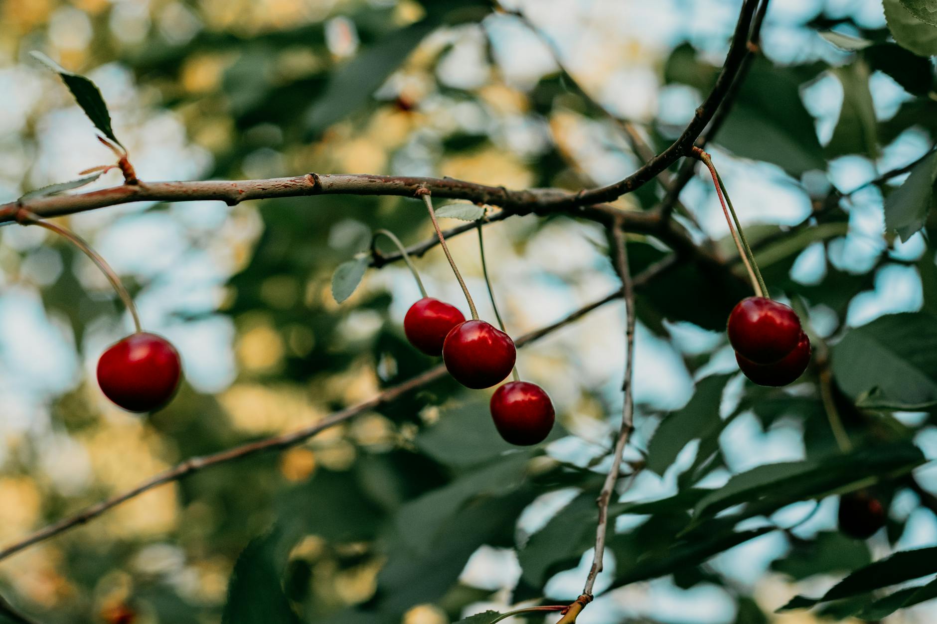 60 cherry puns