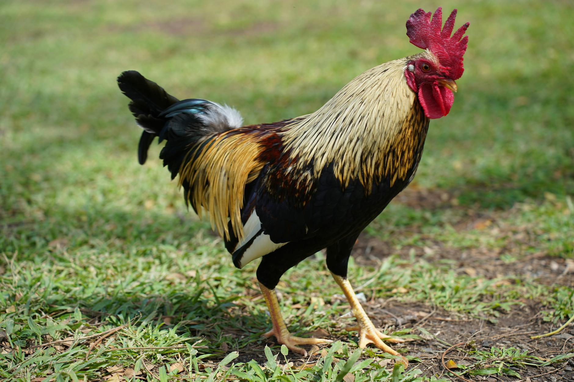 60 chicken puns