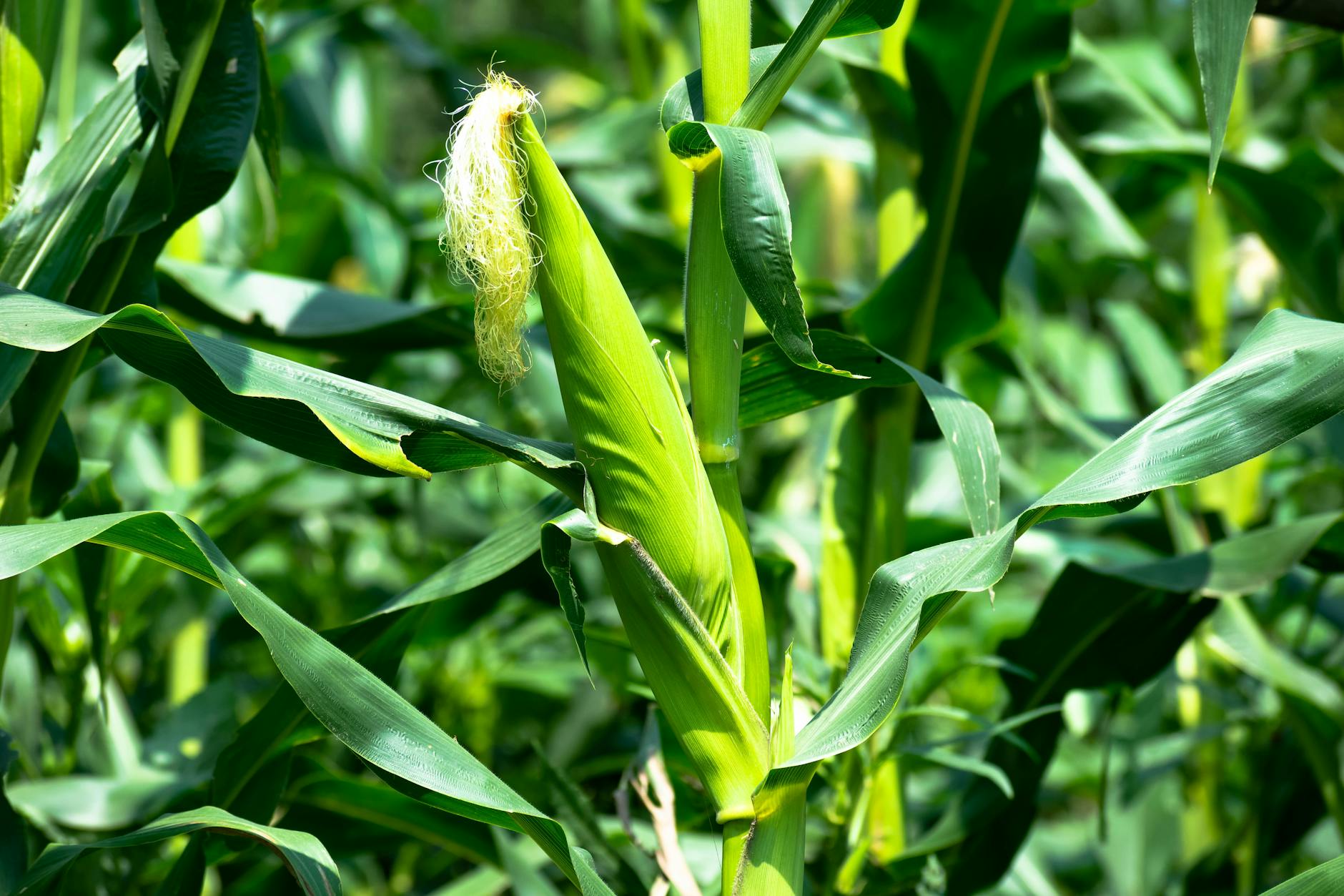 60 corn puns