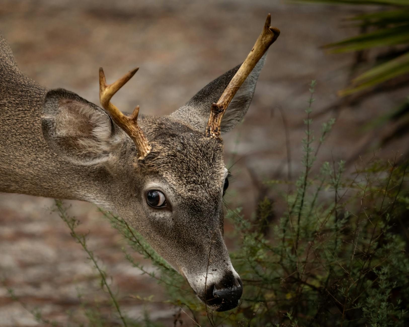 60 deer puns