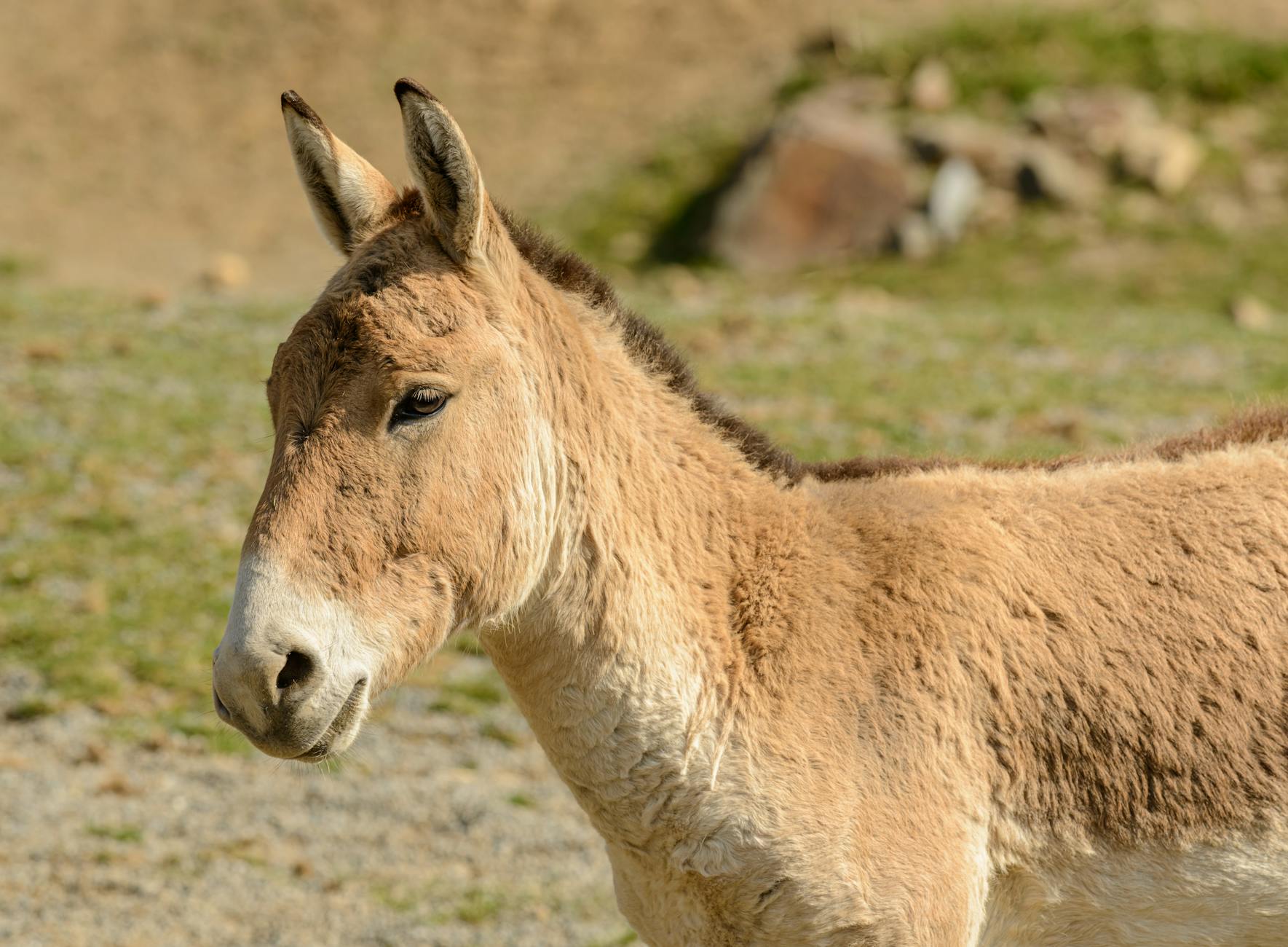 60 donkey puns