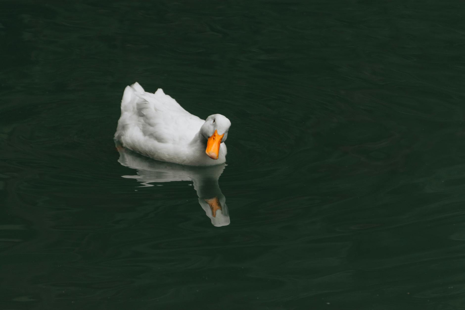 60 duck puns