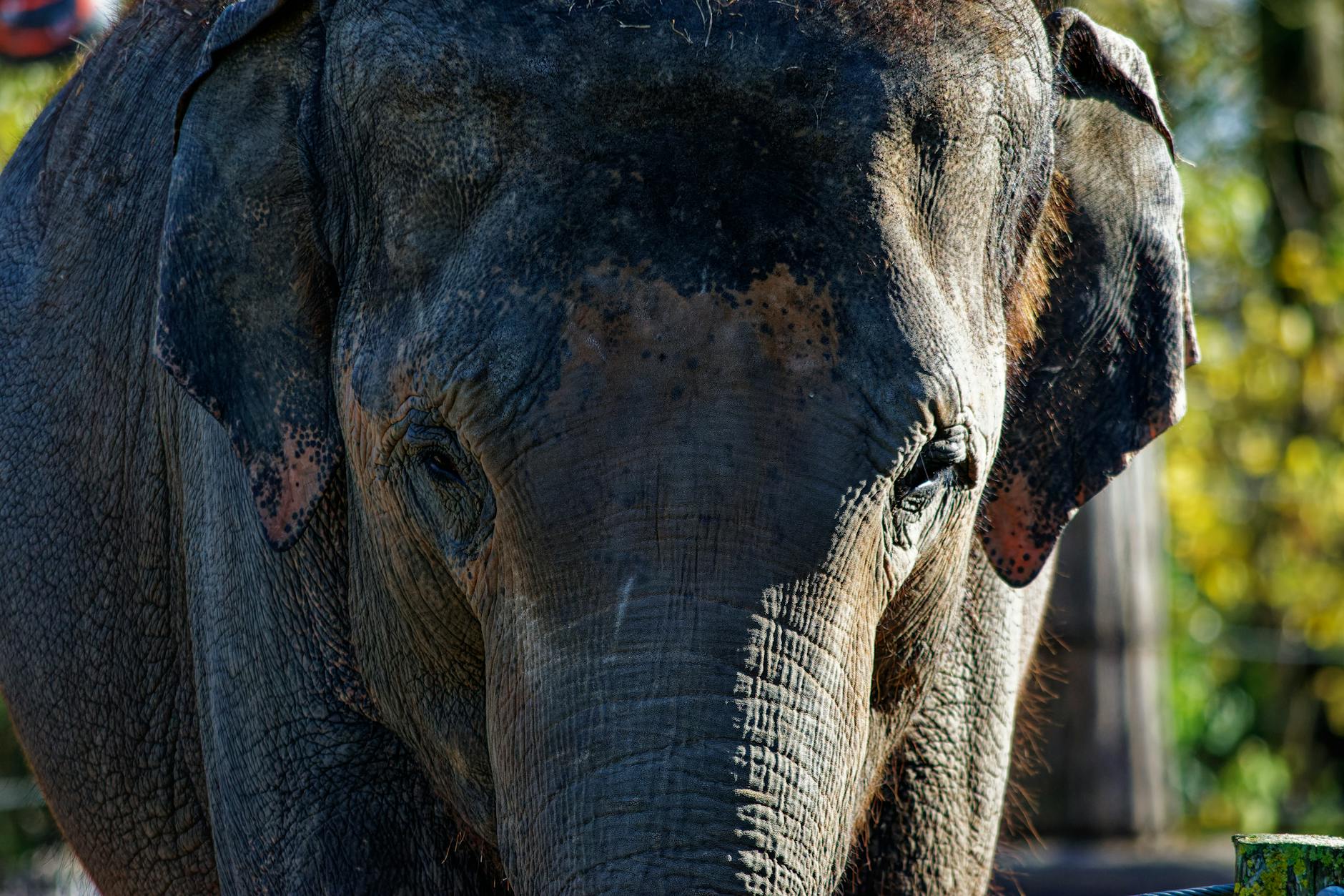60 elephant puns