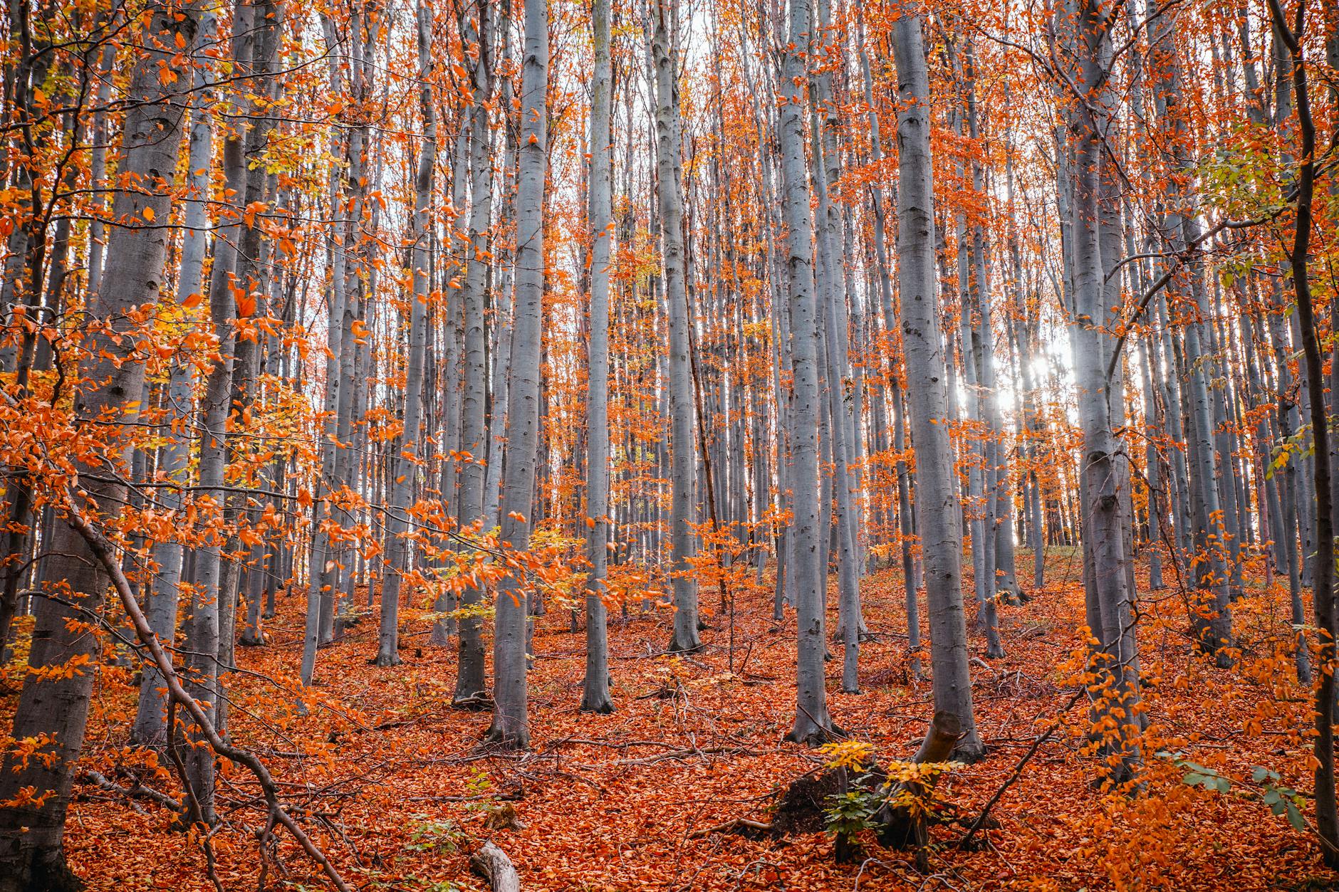 60 fall puns
