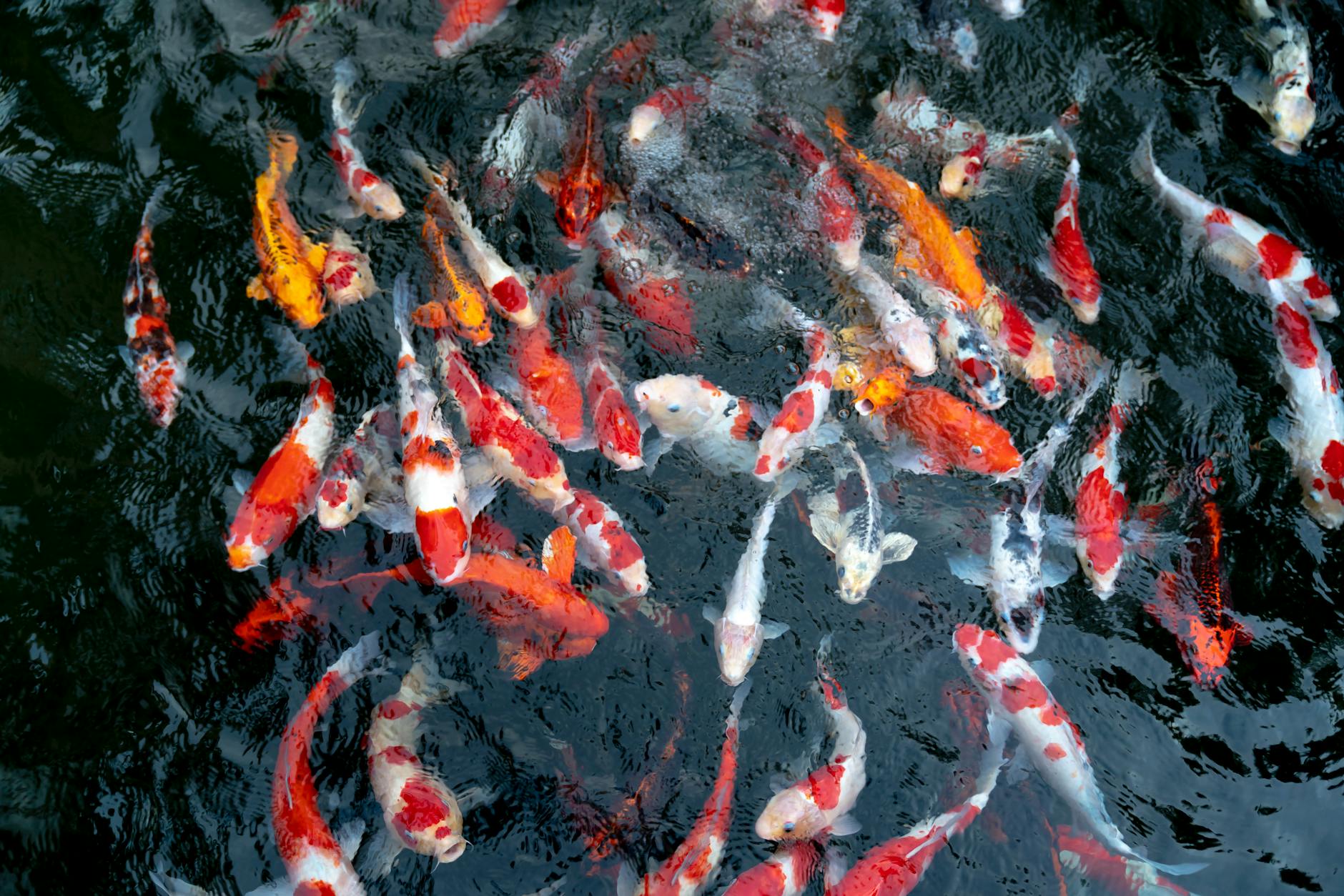60 fish puns