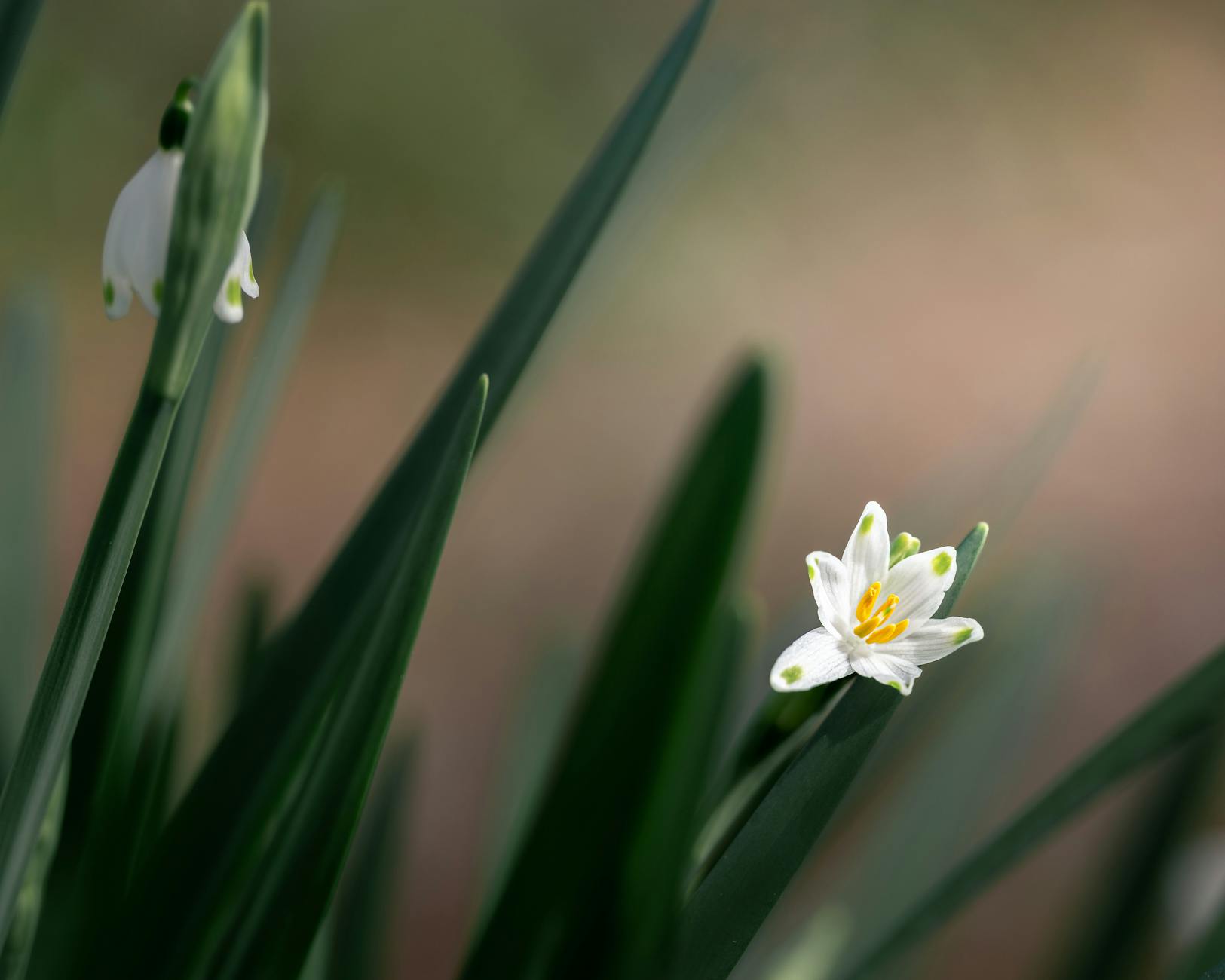 60 flower puns