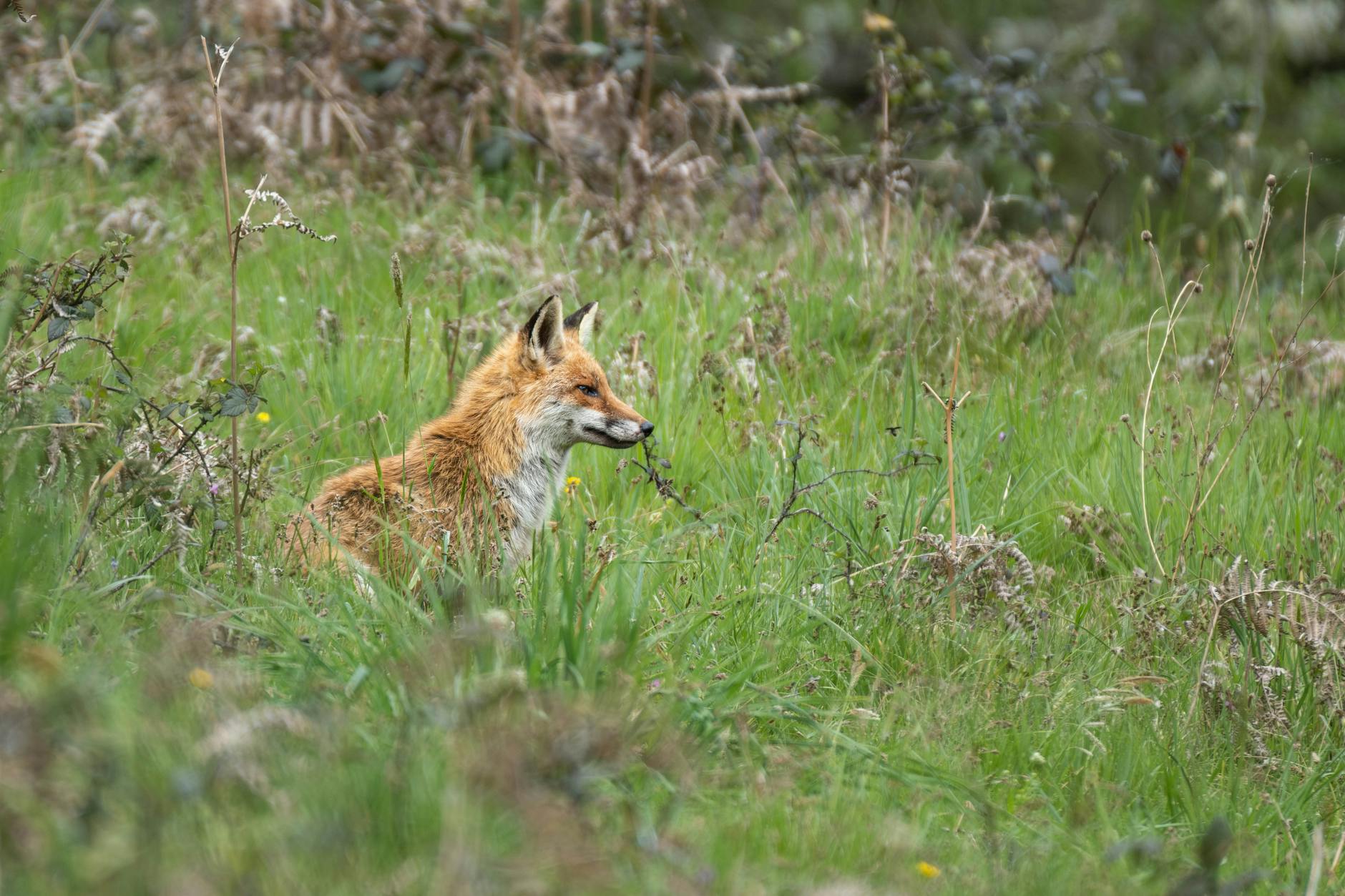 60 fox pun