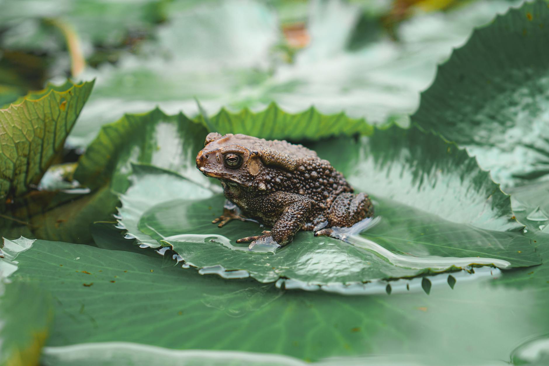 60 frog puns