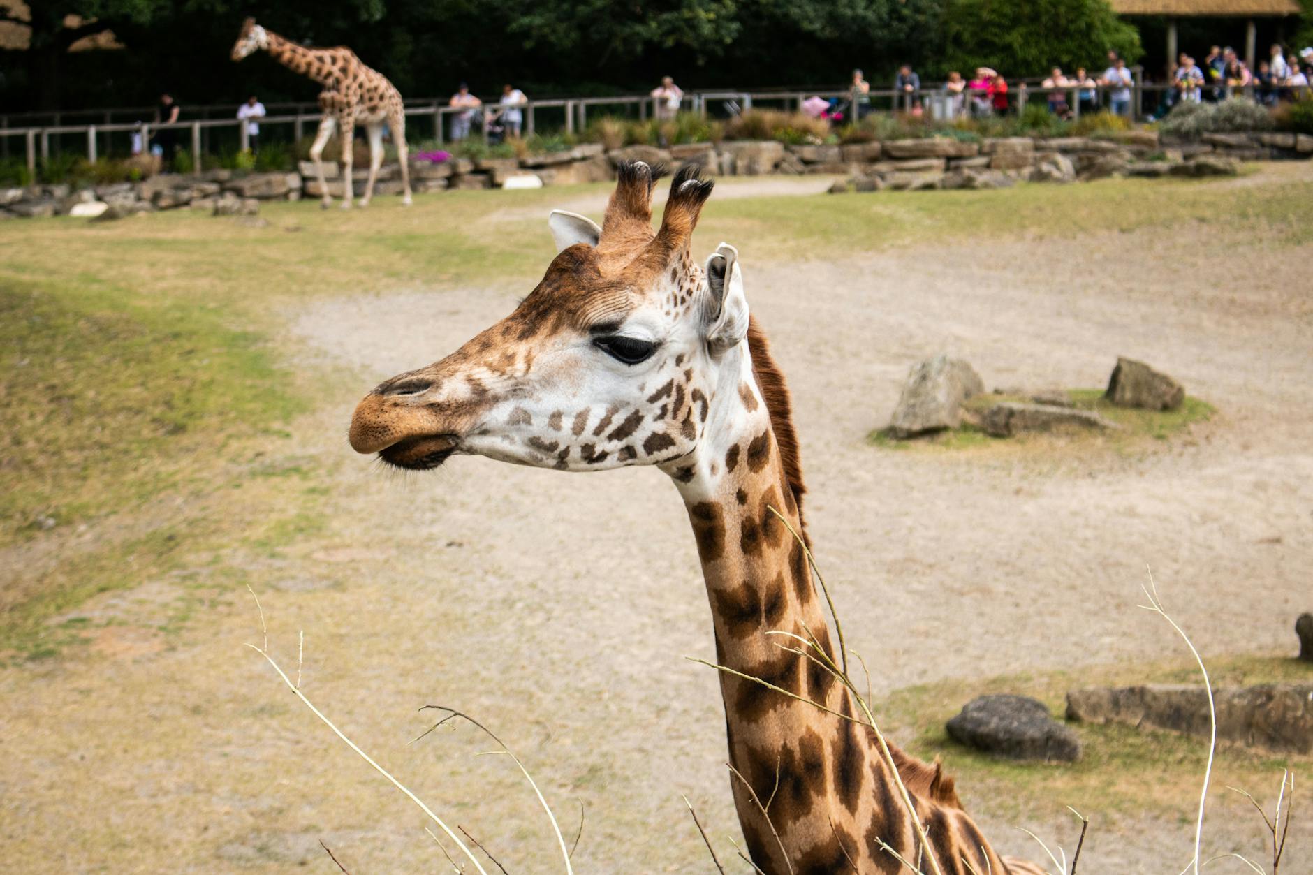 60 giraffe puns