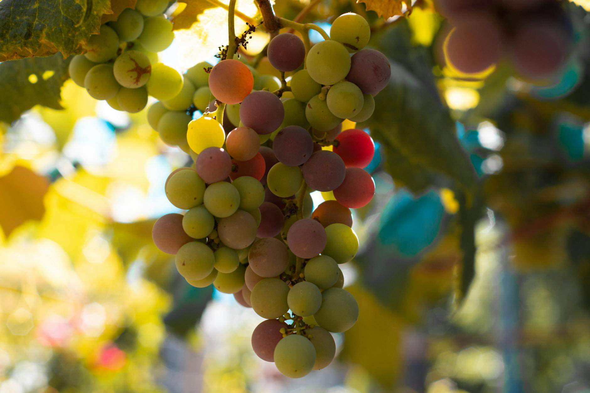 60 grape puns