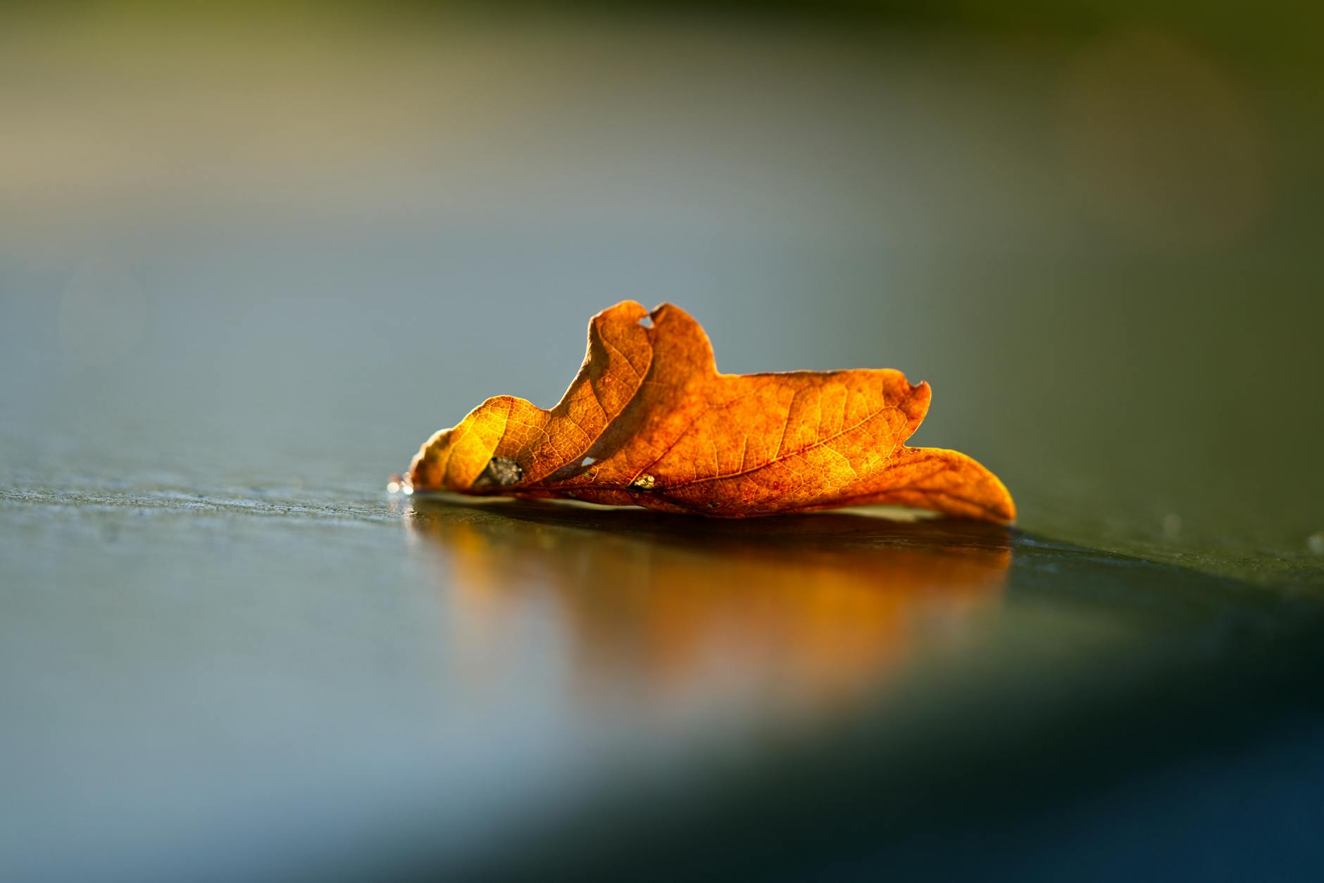 60 leaf puns