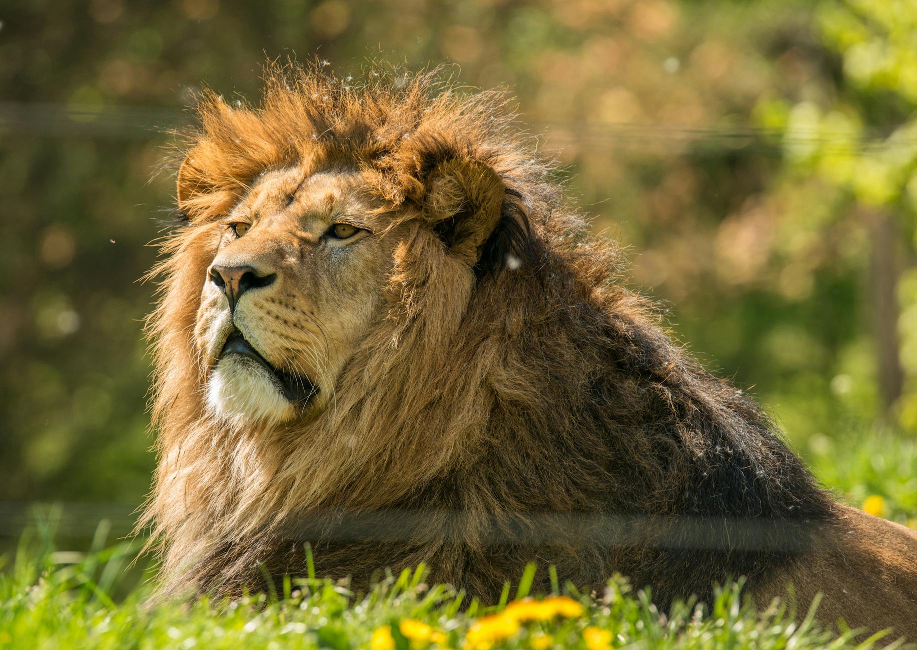 60 lion puns