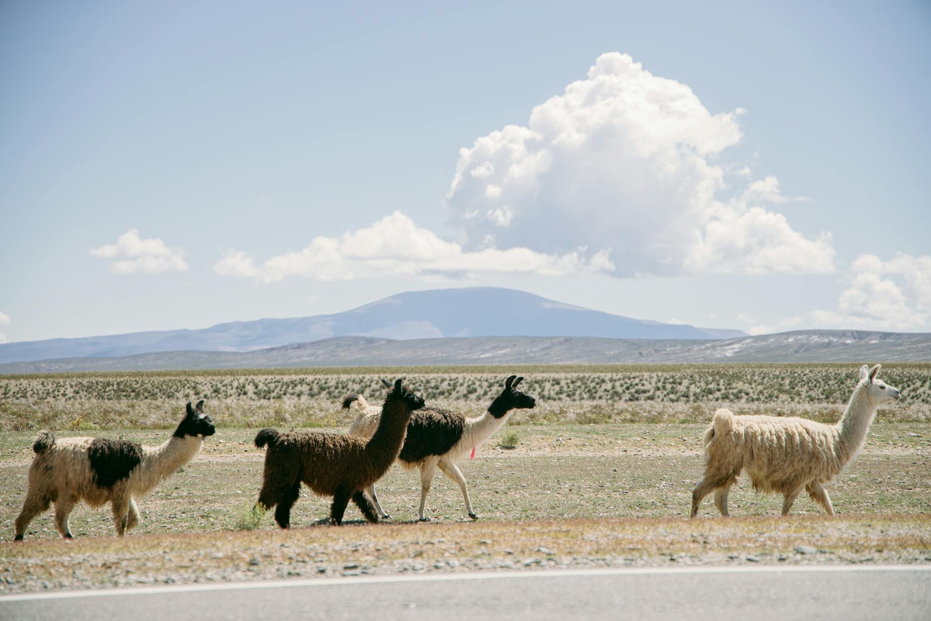 60 llama puns