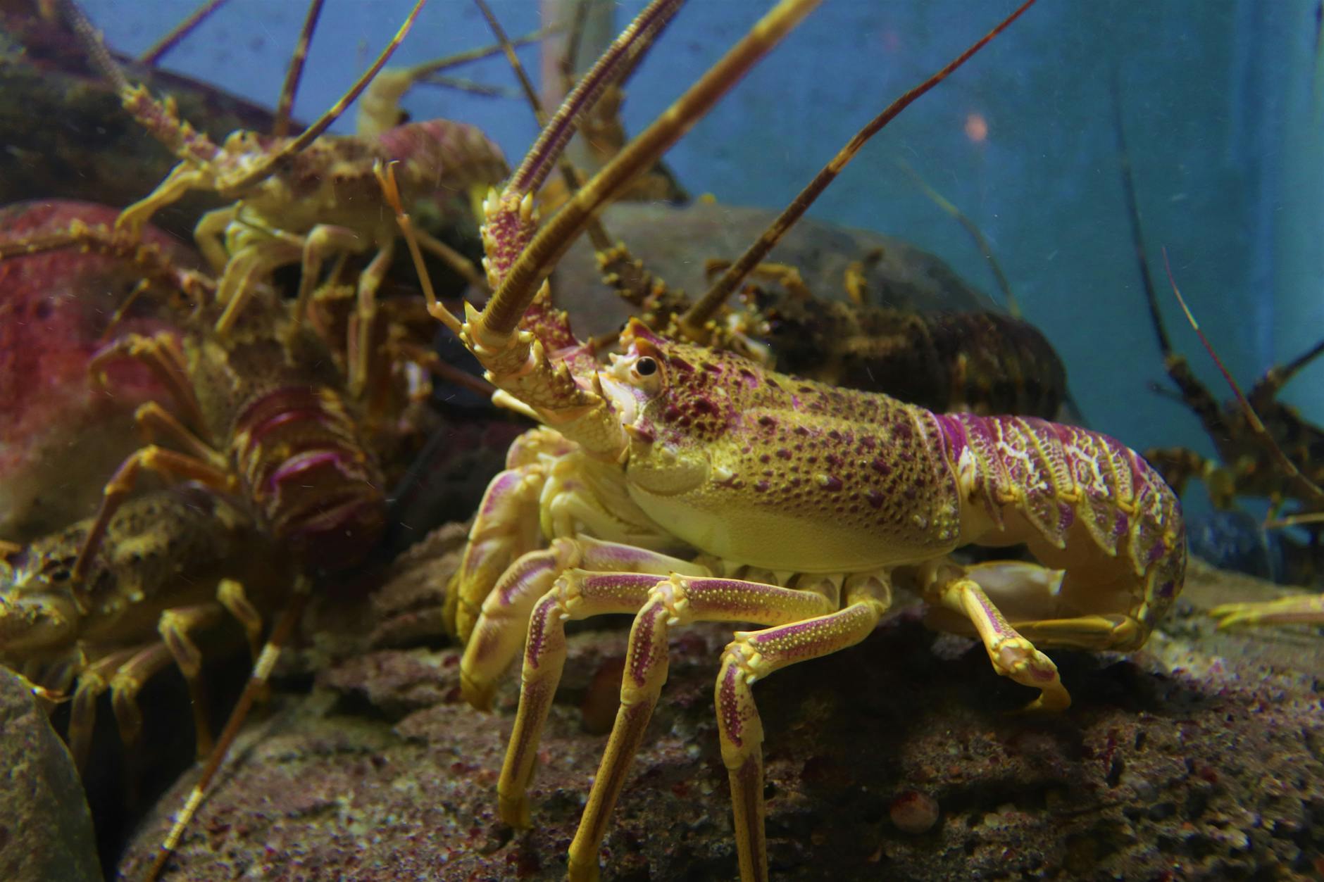 60 lobster puns