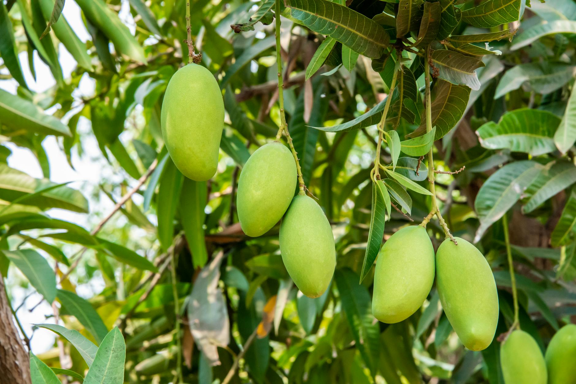 60 mango puns