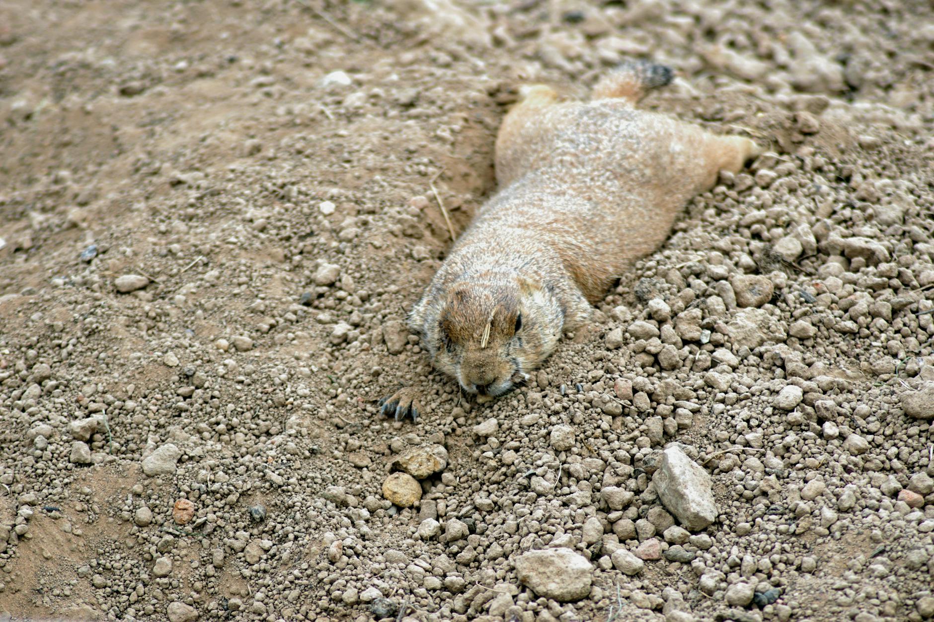60 mole puns