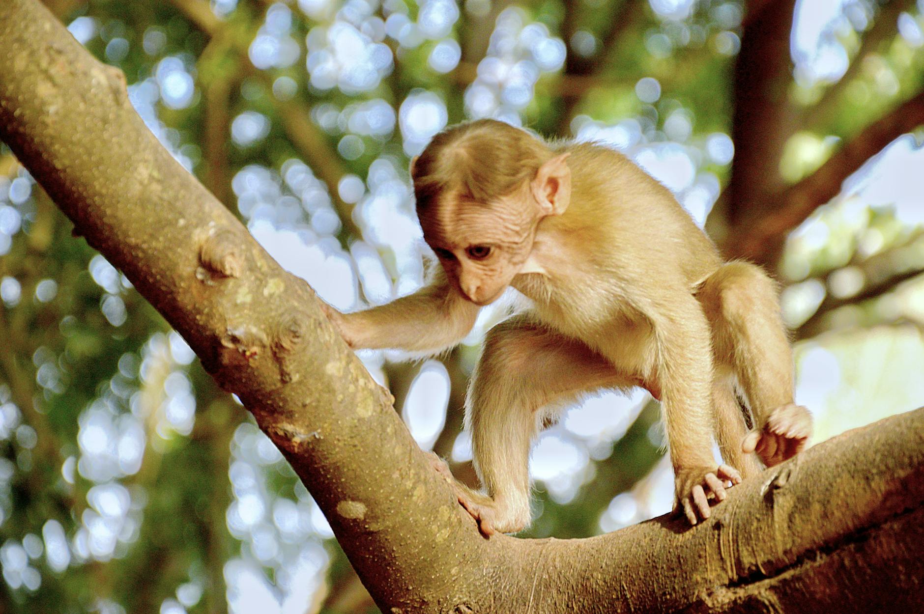 60 monkey puns