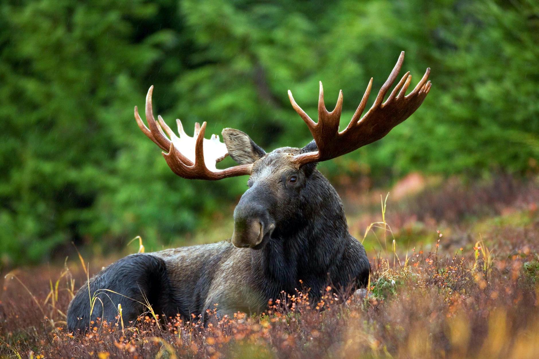 60 moose puns