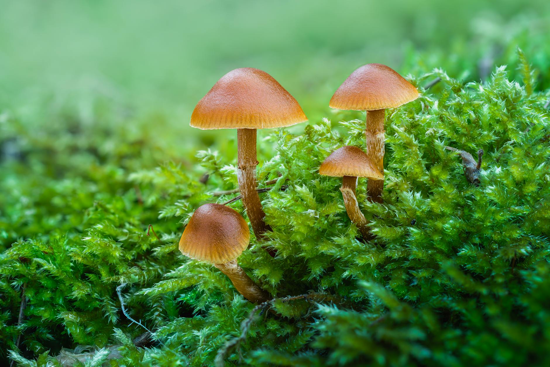 60 mushroom puns