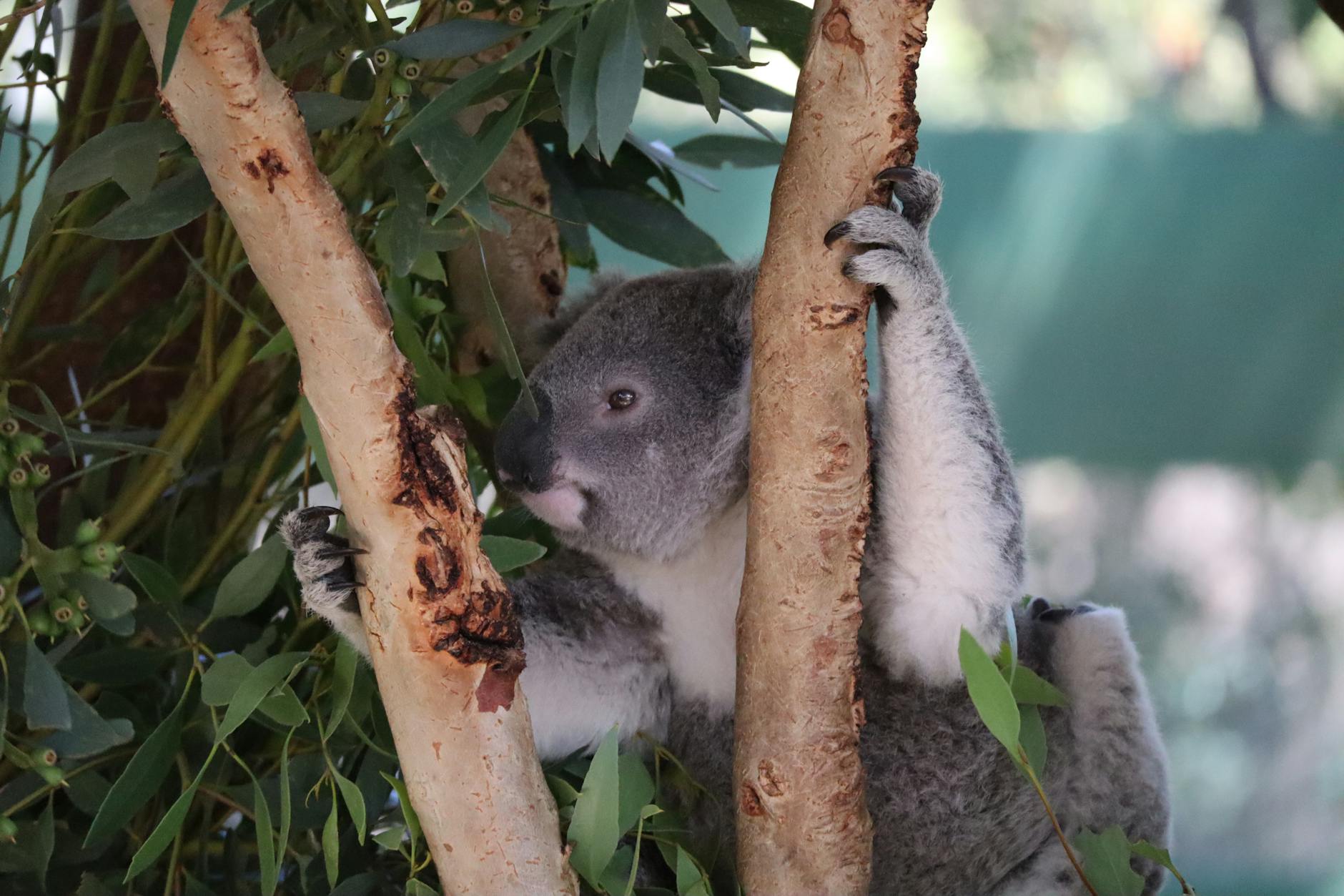 60 my puns are koala tea