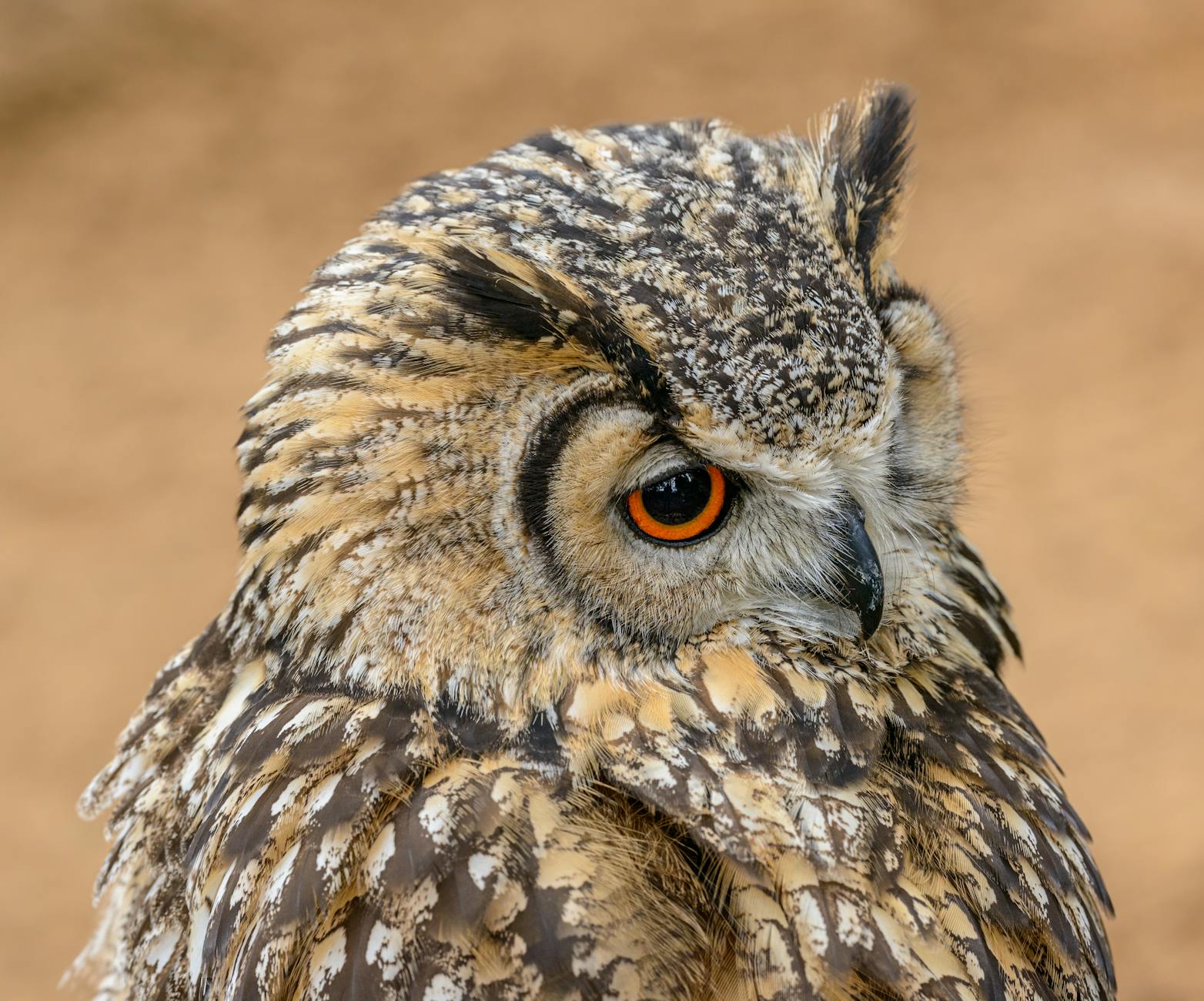 60 owl puns