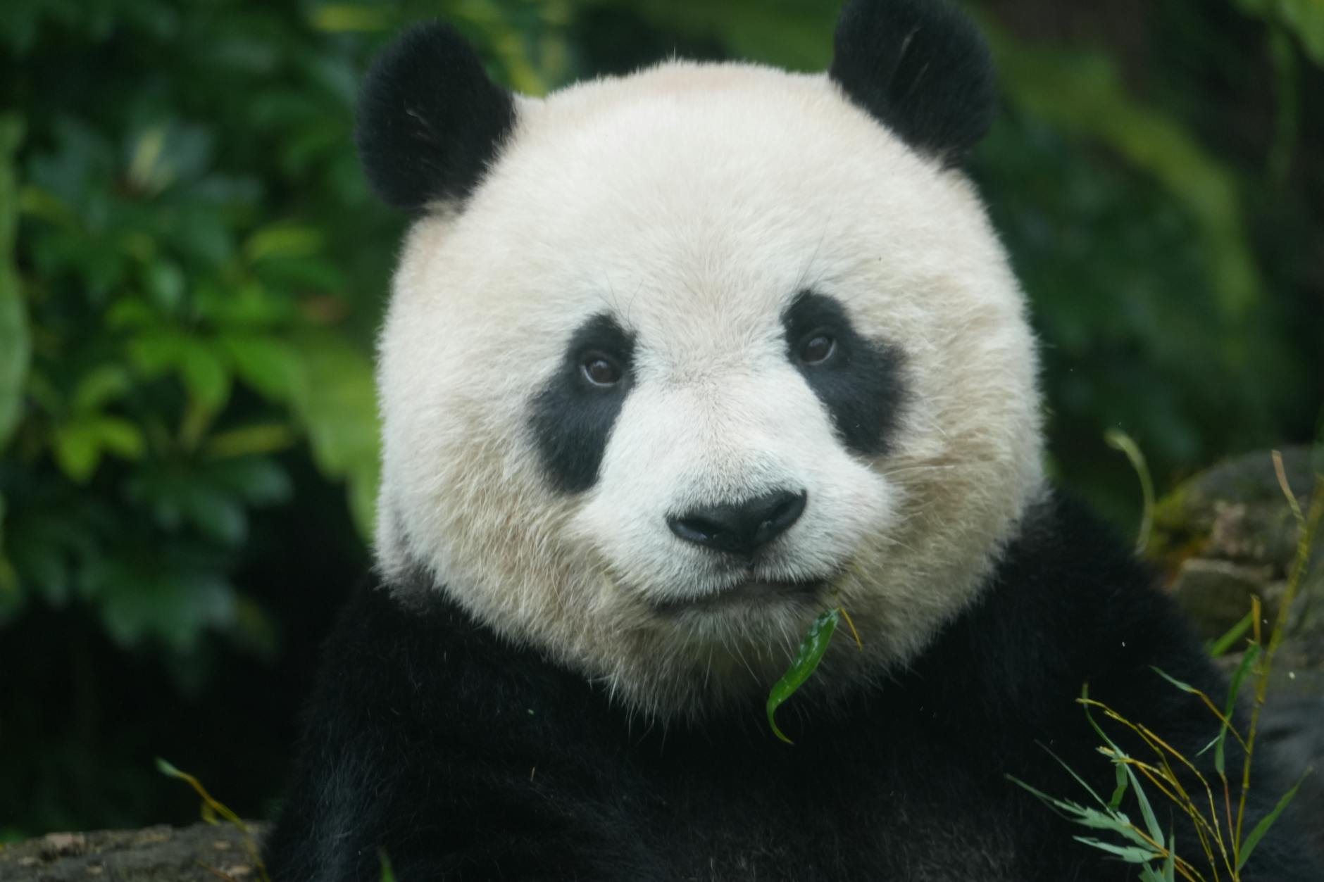 60 panda puns