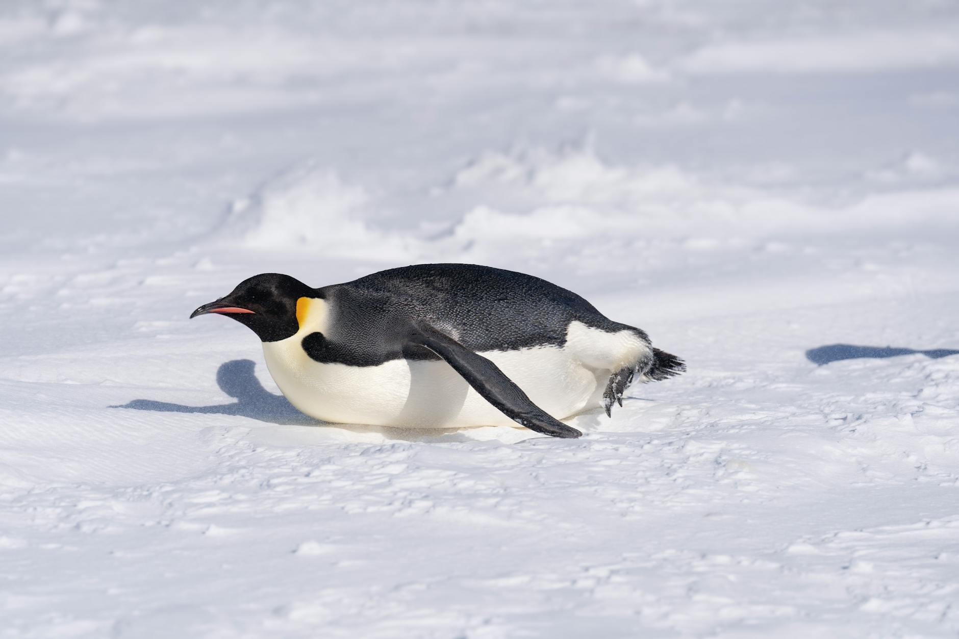 60 penguin puns