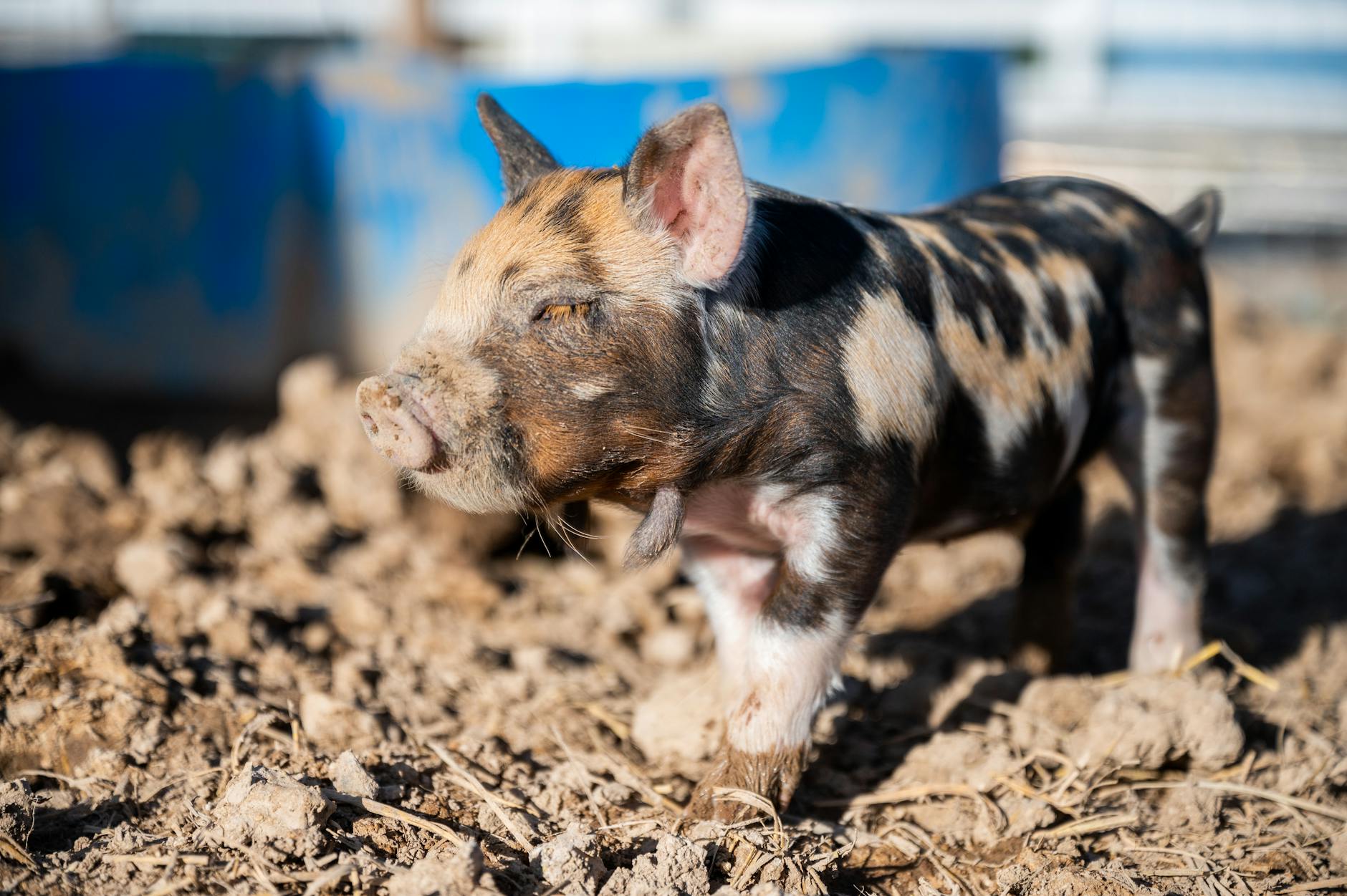 60 pig puns