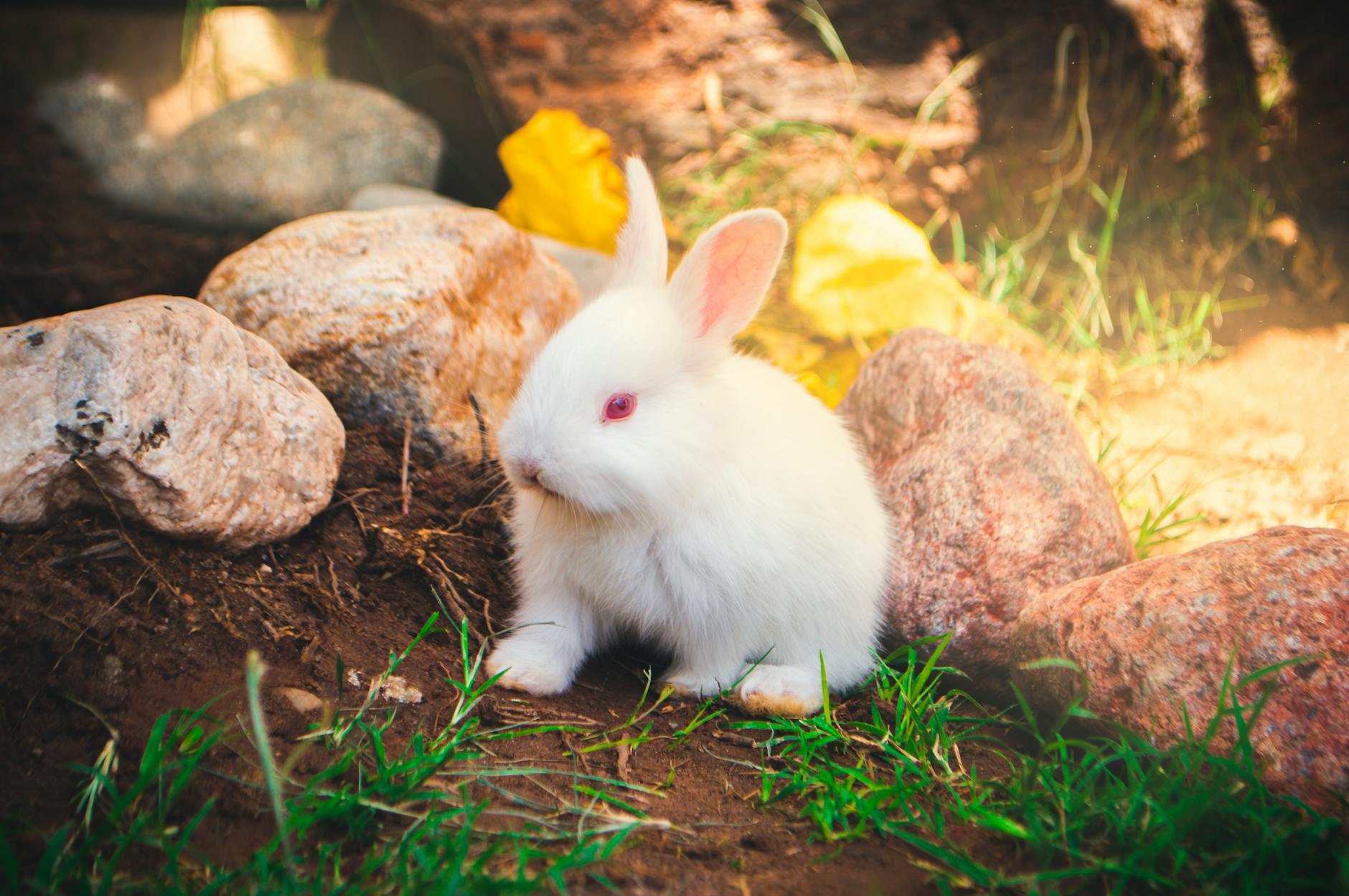 60 rabbit puns