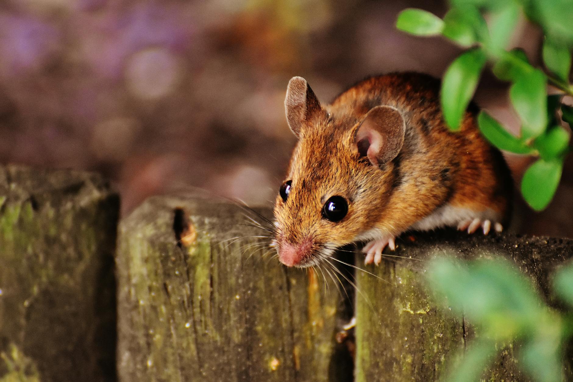 60 rat puns