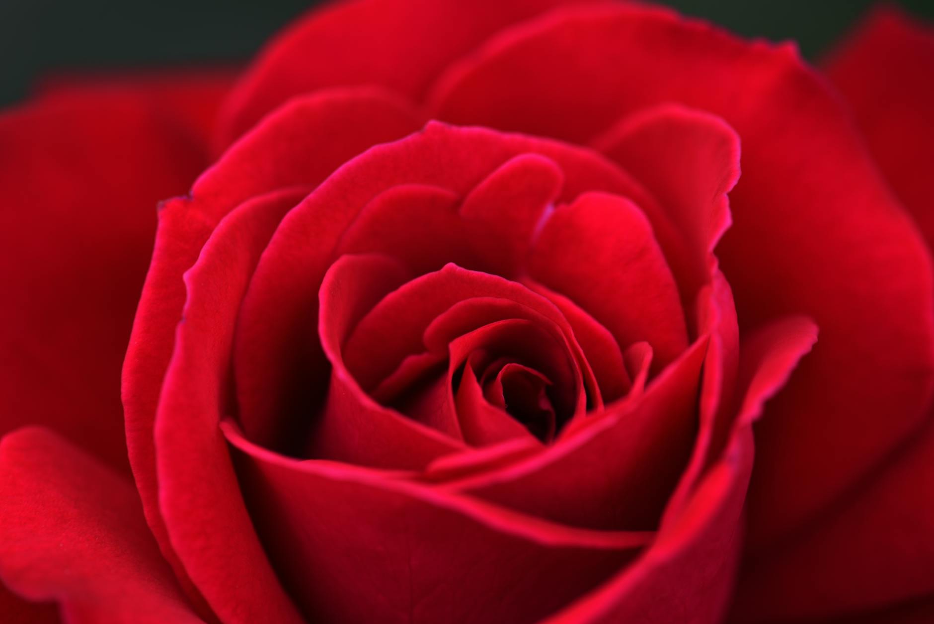 60 rose puns