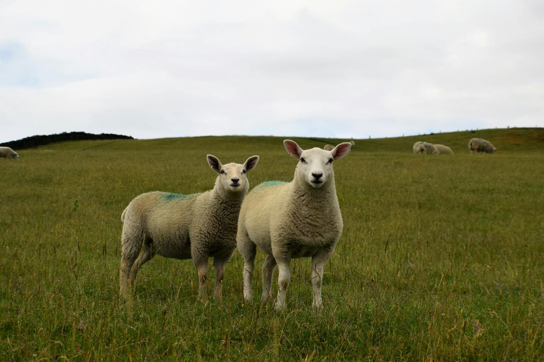60 sheep puns