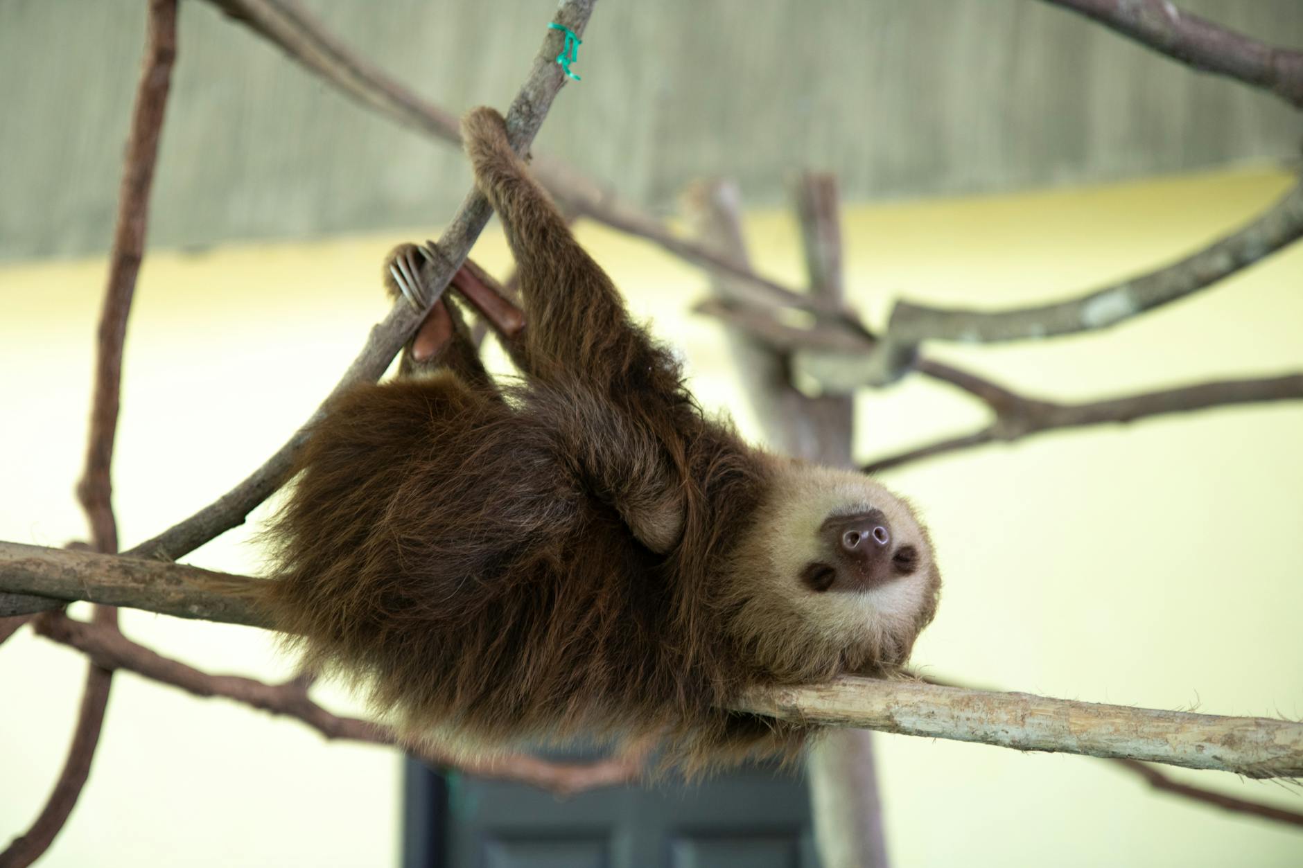 60 sloth puns