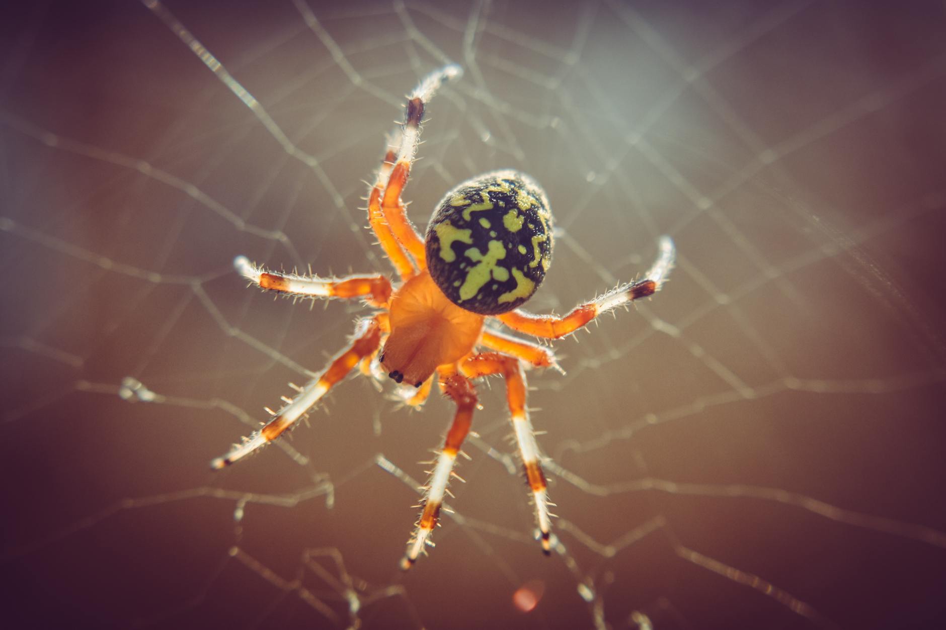 60 spider puns