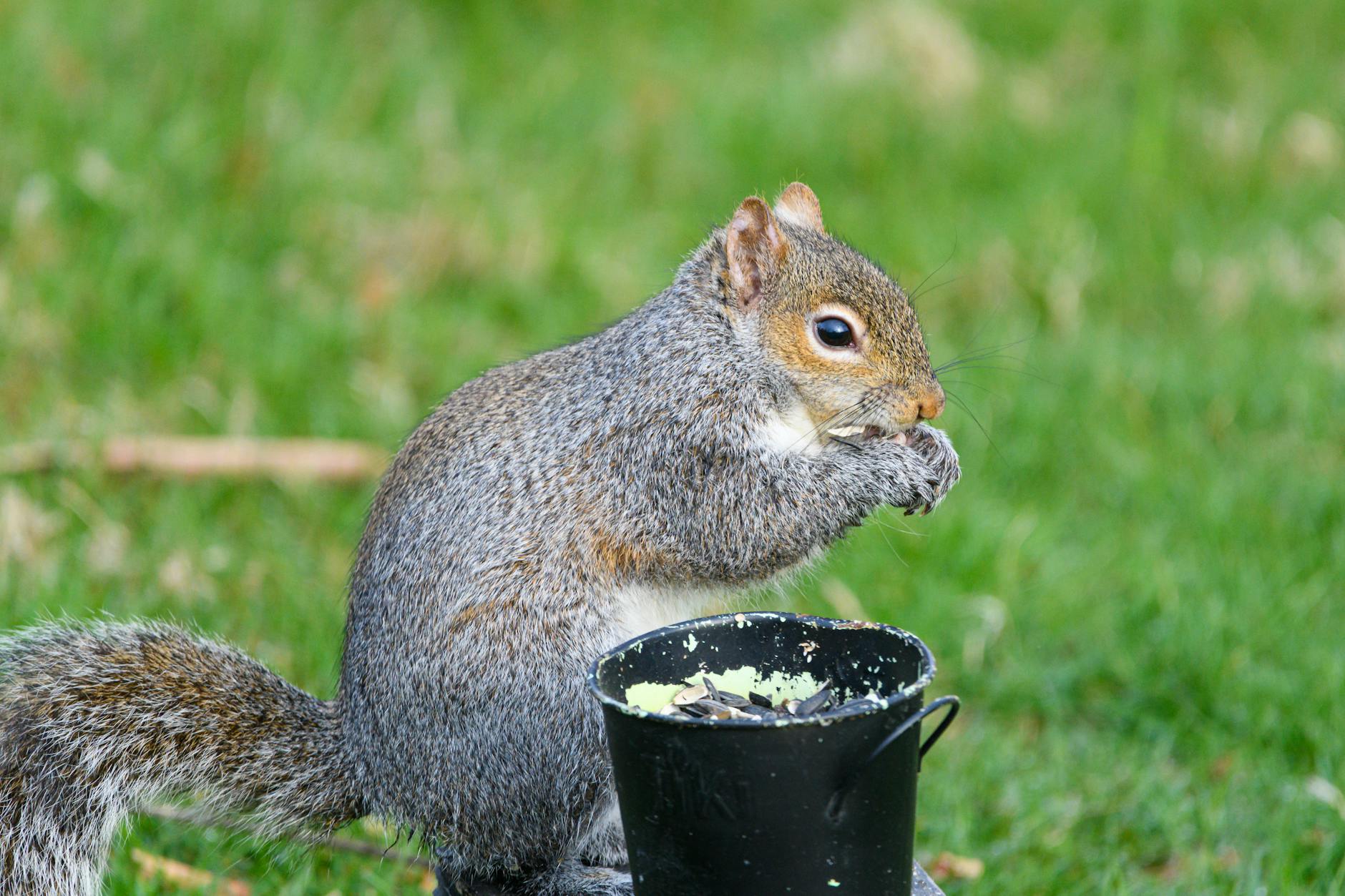 60 squirrel puns