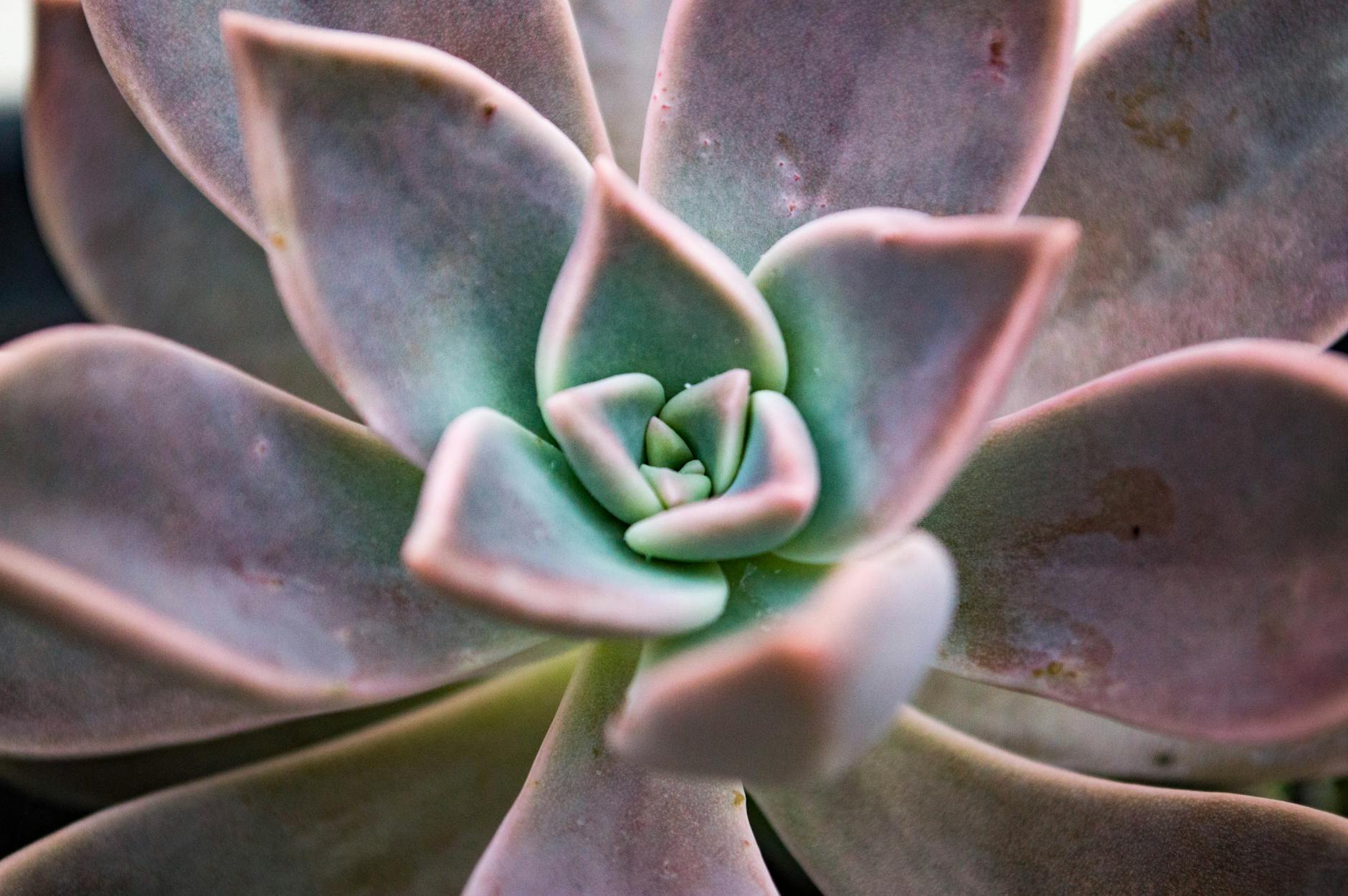 60 succulent puns