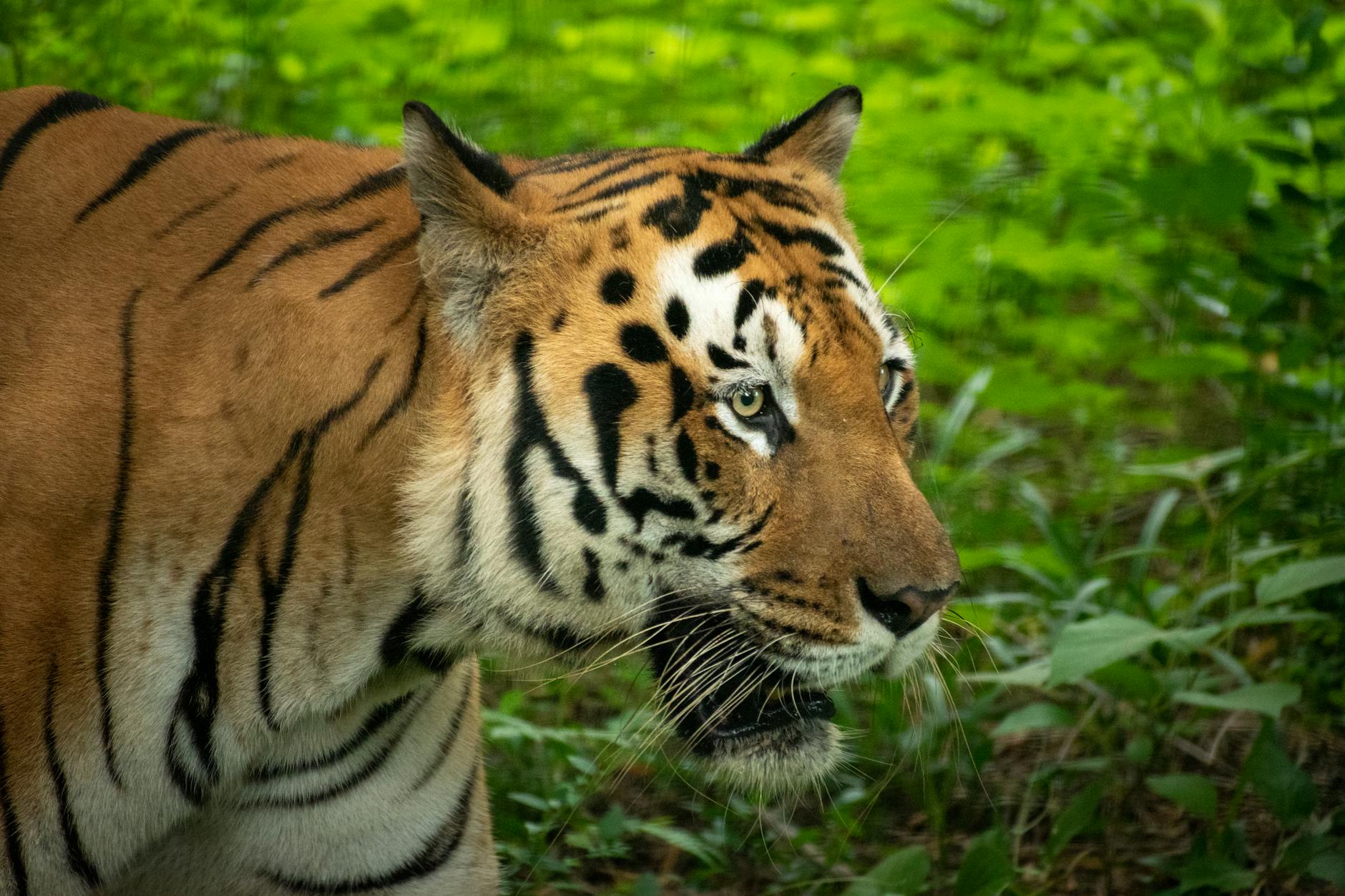 60 tiger puns
